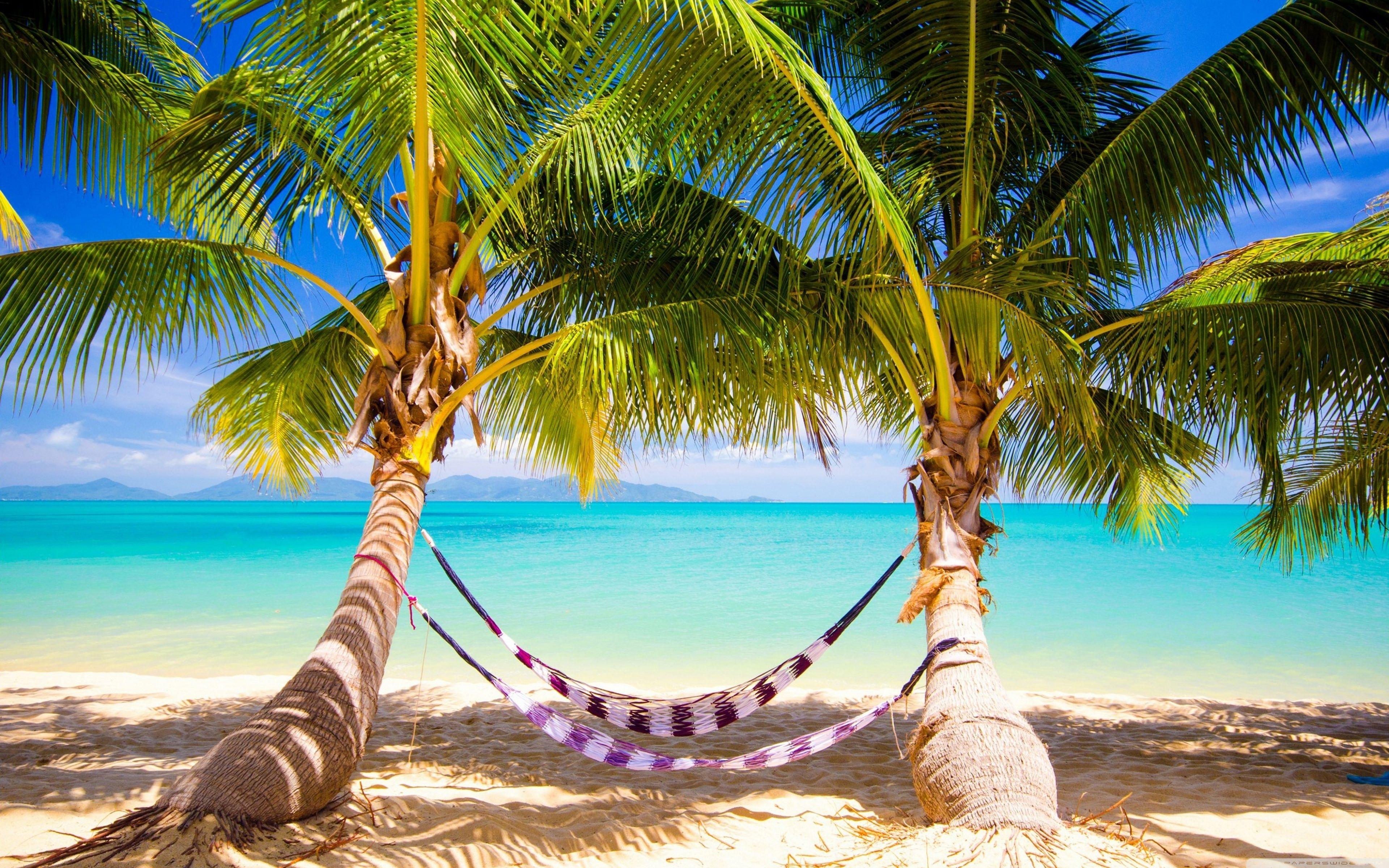 3840x2400 Free download Tropical Beach Hammock 4K HD Desktop Wallpaper for 4K Ultra HD [3840x2400] for your Desktop, Mobile & Tablet. Explore Free Desktop Wallpaper of Beaches. Free Wallpaper for