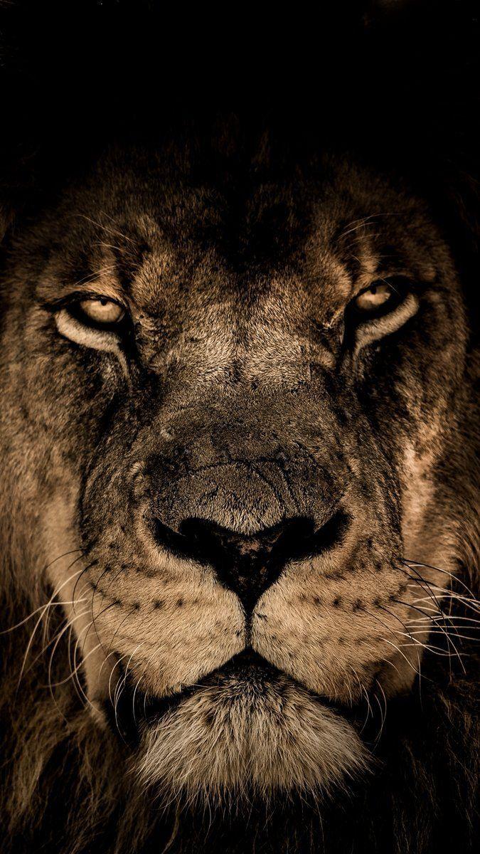 675x1200 Background #Wallpaper #Background #iPhoneX #iPhoneXS #iPhoneXR #iphonewallpaper #iphone #wallpaper #android #andr. Fotos de leão, Fotografia de leão, Animal leao