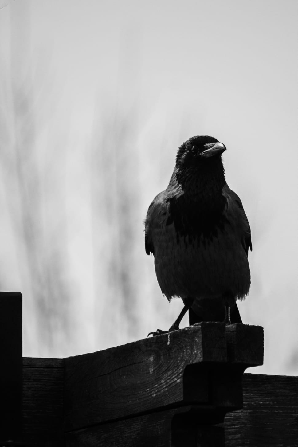 970x1455 black crow free image