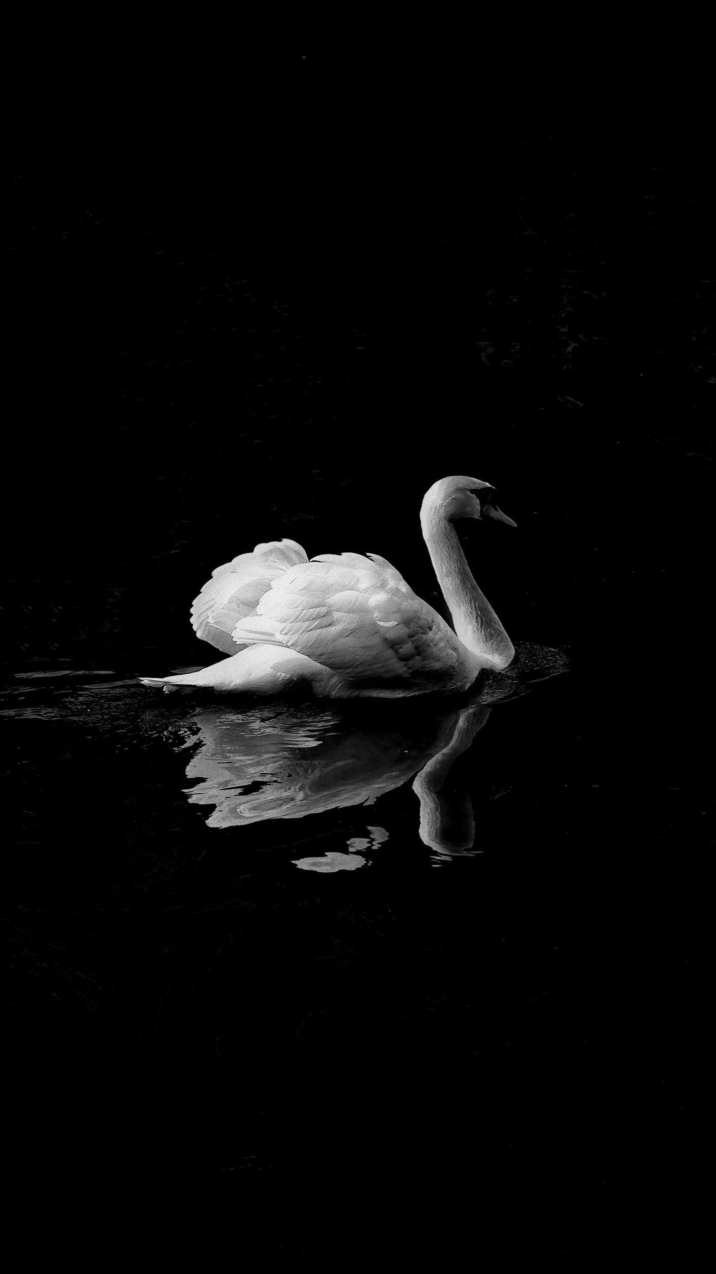 1440x2560 Swan in Lake Wallpaper, Android & Desktop Background. Swan wallpaper, Swans art, Animal wallpaper