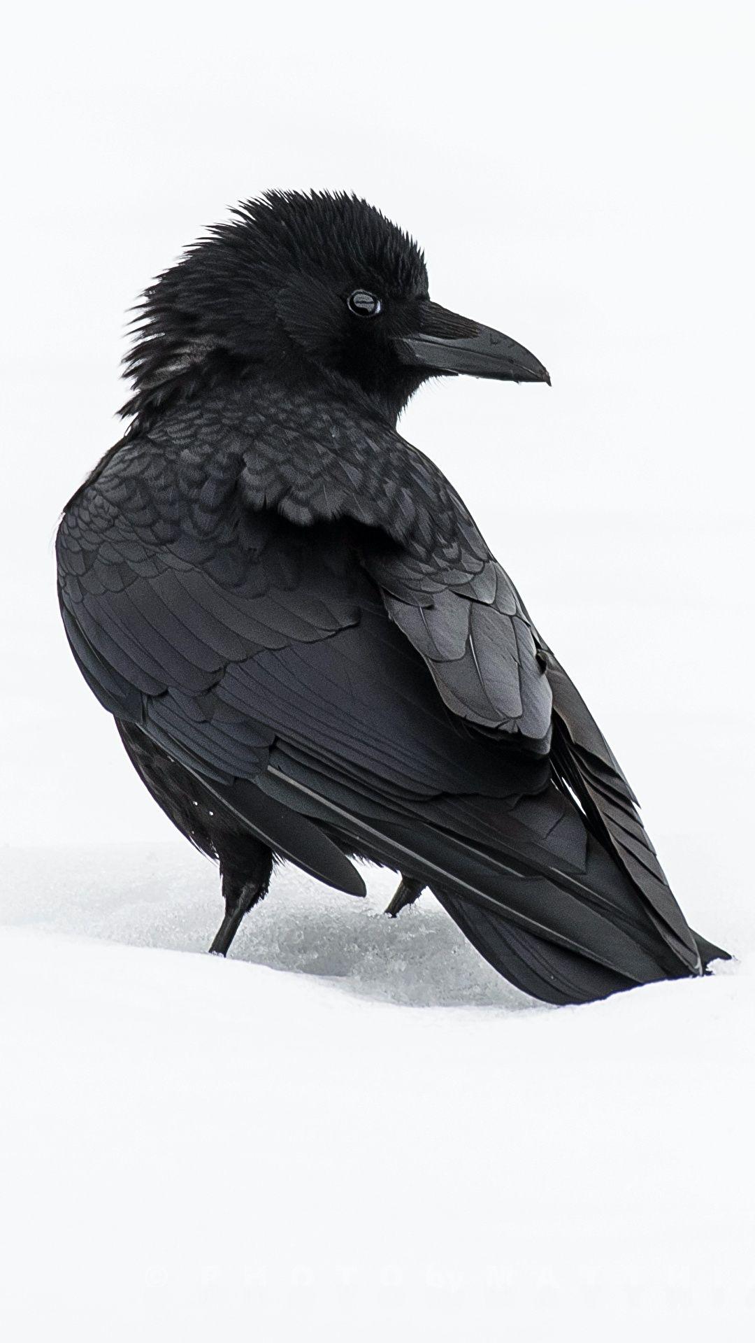 1080x1920 Wallpaper bird Crows Animals White background 1080x1920