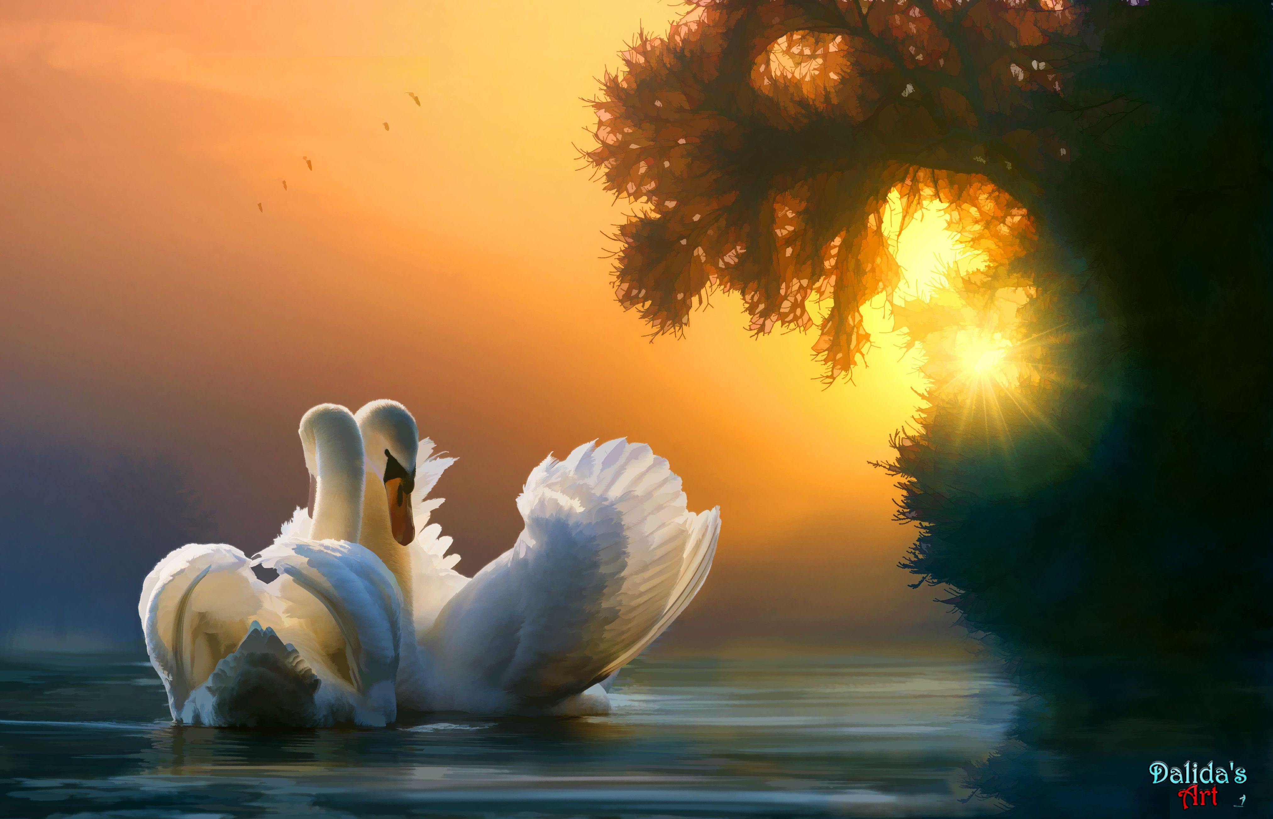 4049x2607 Swan Couple, HD Artist, 4k Wallpaper, Image, Background, Photo and Picture