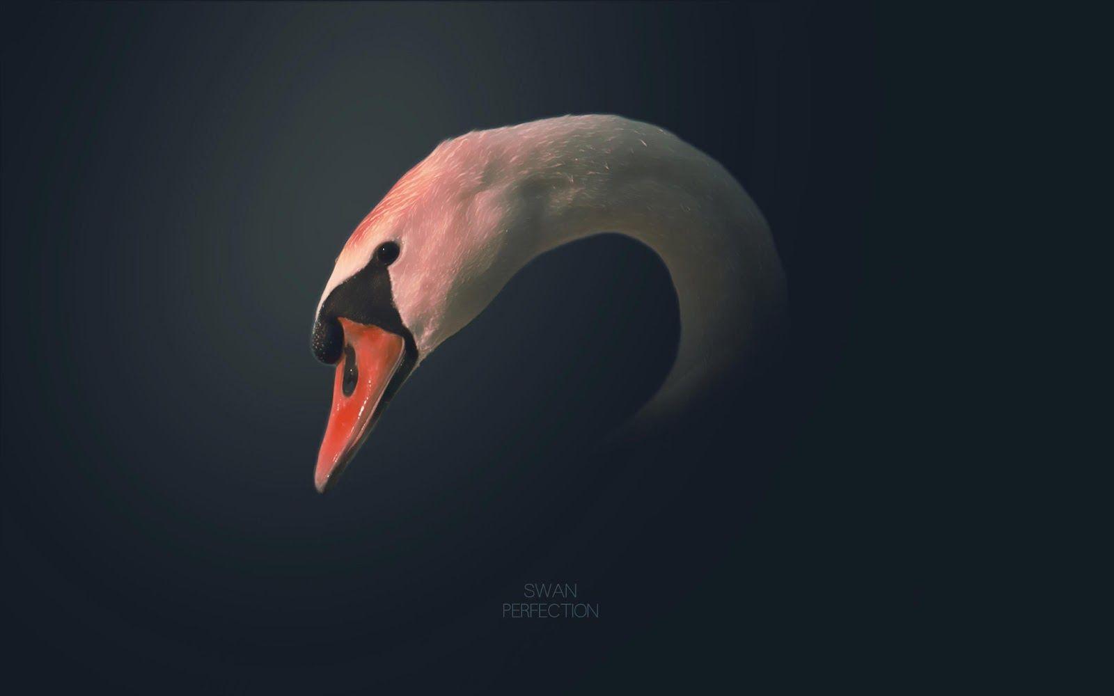 1600x1000 Dream Wallpaper: Swan artistic dark background