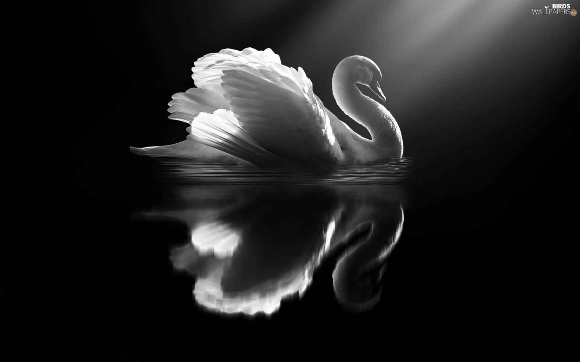 Swan Art Wallpapers - Top Free Swan Art Backgrounds - WallpaperAccess