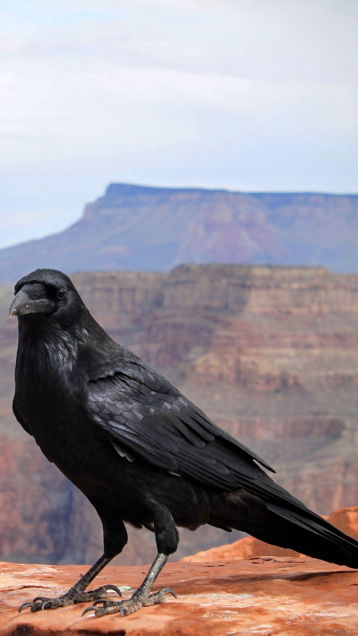 1440x2560 Download wallpaper 1440x2560 crows, bird, canyon qhd samsung galaxy s s edge, note, lg g4 HD background