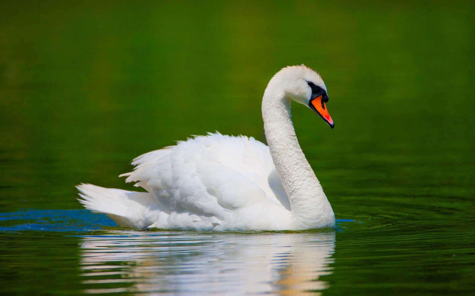 1600x1000 Swan