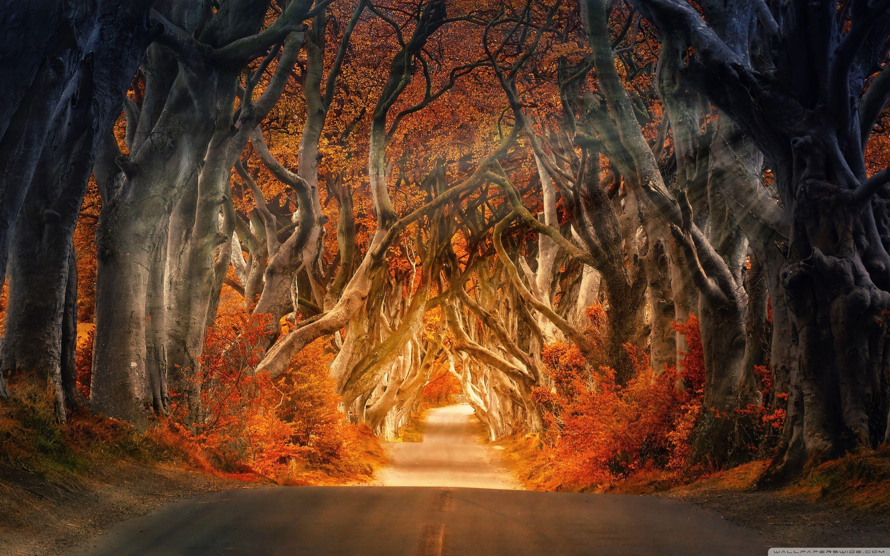 Mackbook Autumn Wallpapers  Wallpaper Cave