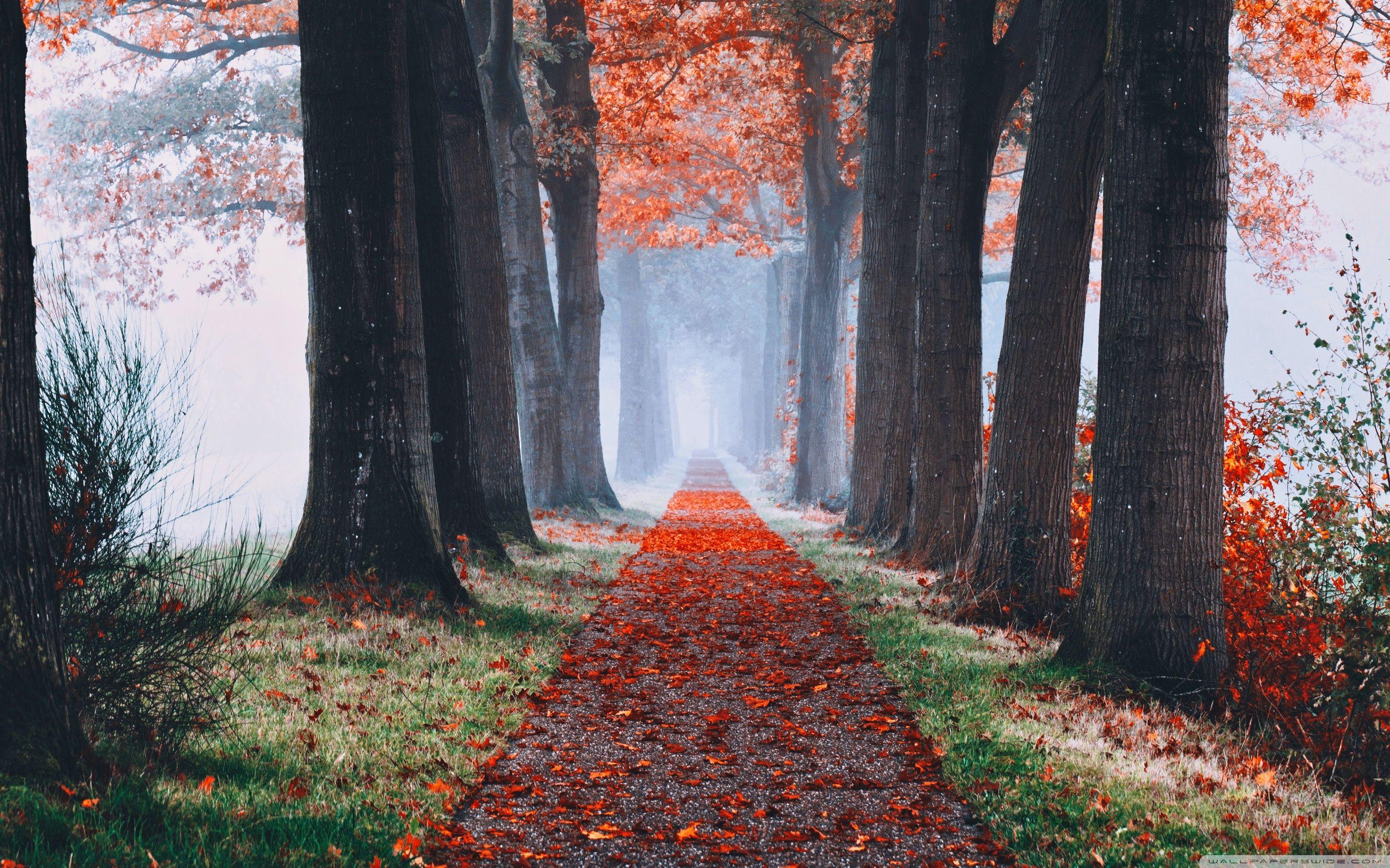 2880x1800 Autumn Aesthetic Ultra HD Desktop Background Wallpaper for 4K UHD TV : Widescreen & UltraWide Desktop & Laptop : Tablet