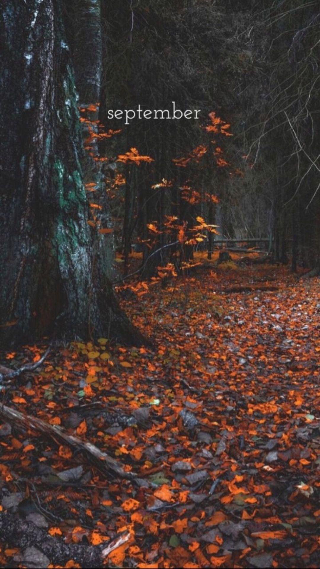 1080x1920 Hello Autumn Aesthetic, iPhone, Desktop HD Background / Wallpaper (1080p, 4k) (1080x1920) (2020)