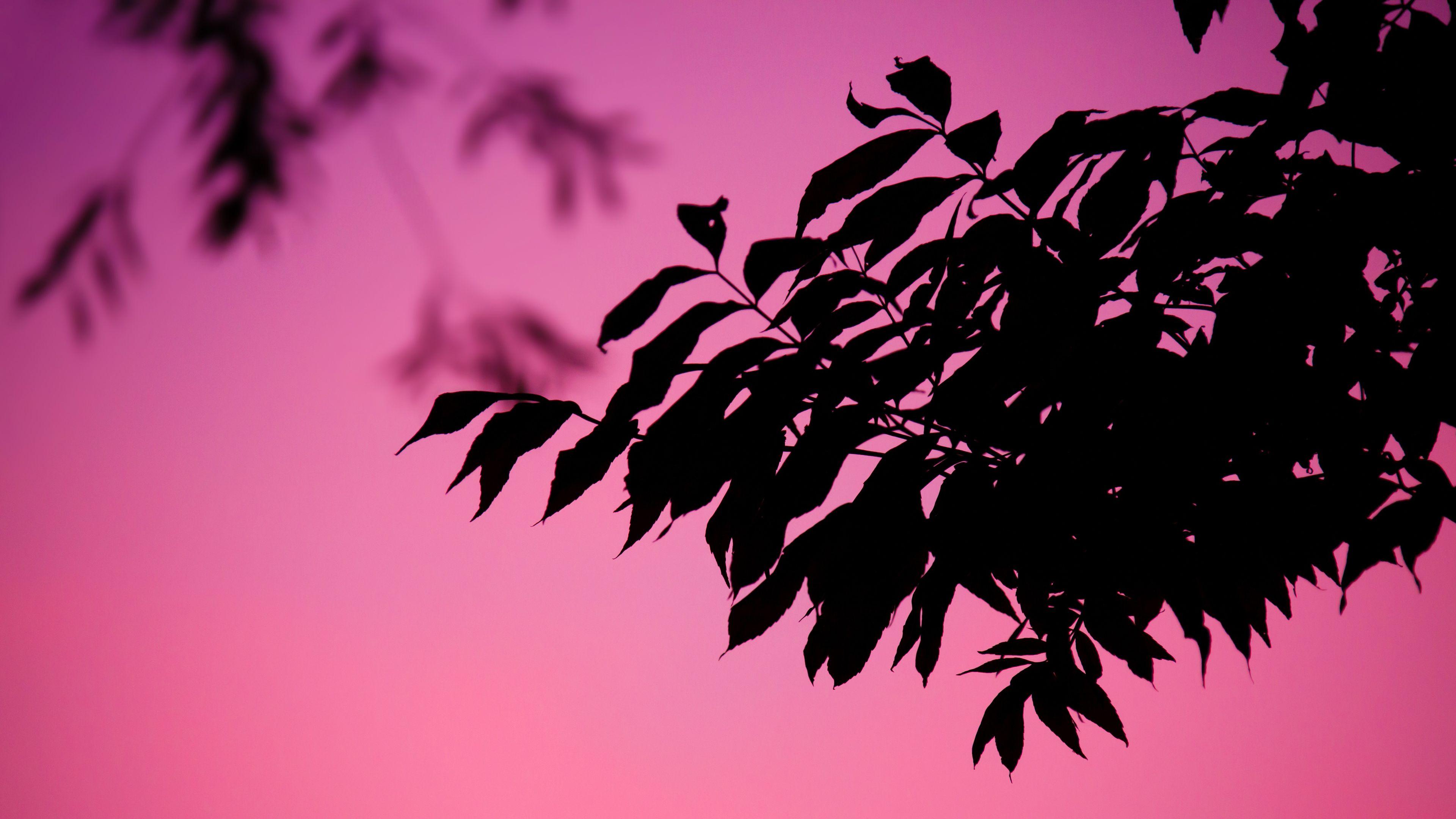 3840x2160 4K Smooth Operator Wallpaper HD