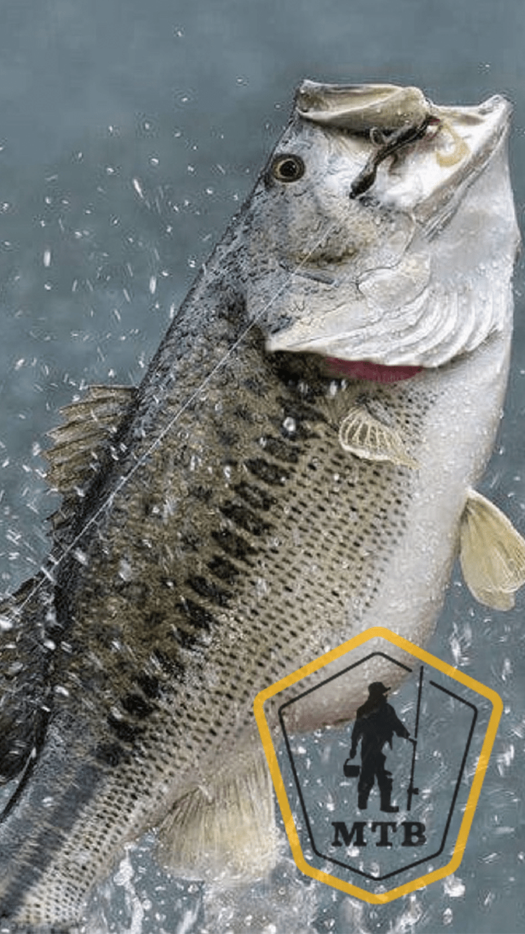 750x1334 Fishing Phone Wallpaper You Should Use Right Now!