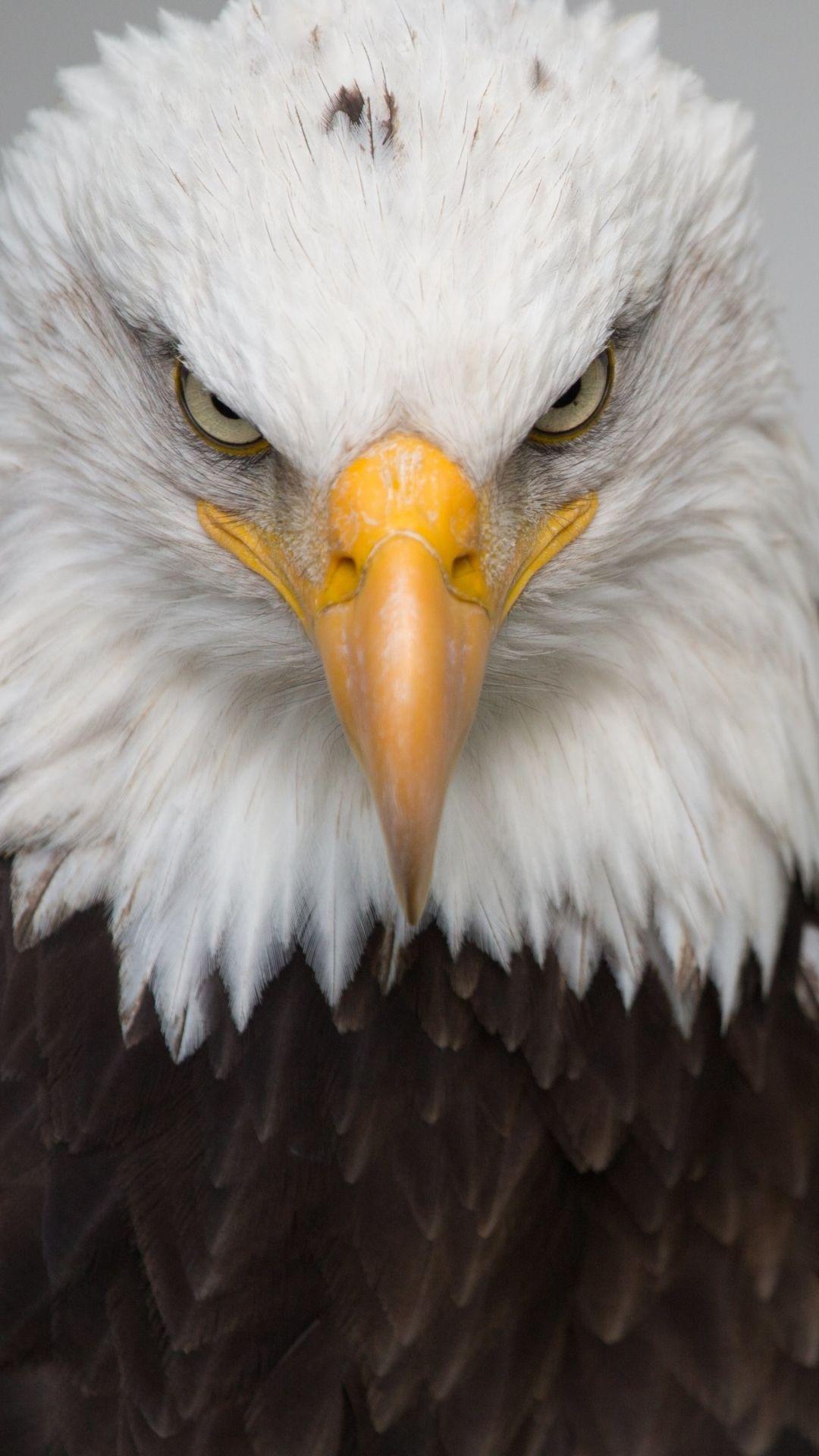 Eagle Phone Wallpapers - Top Free Eagle Phone Backgrounds - WallpaperAccess