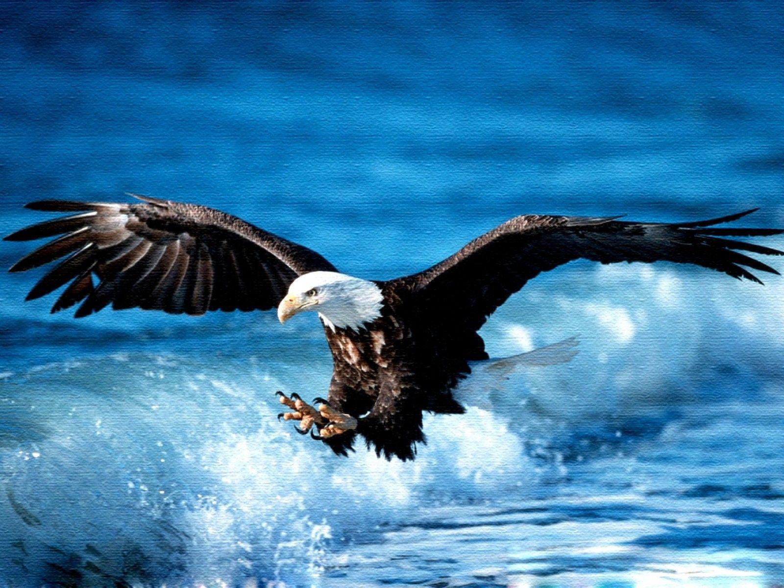 1600x1200 Eagles birds wallpaper