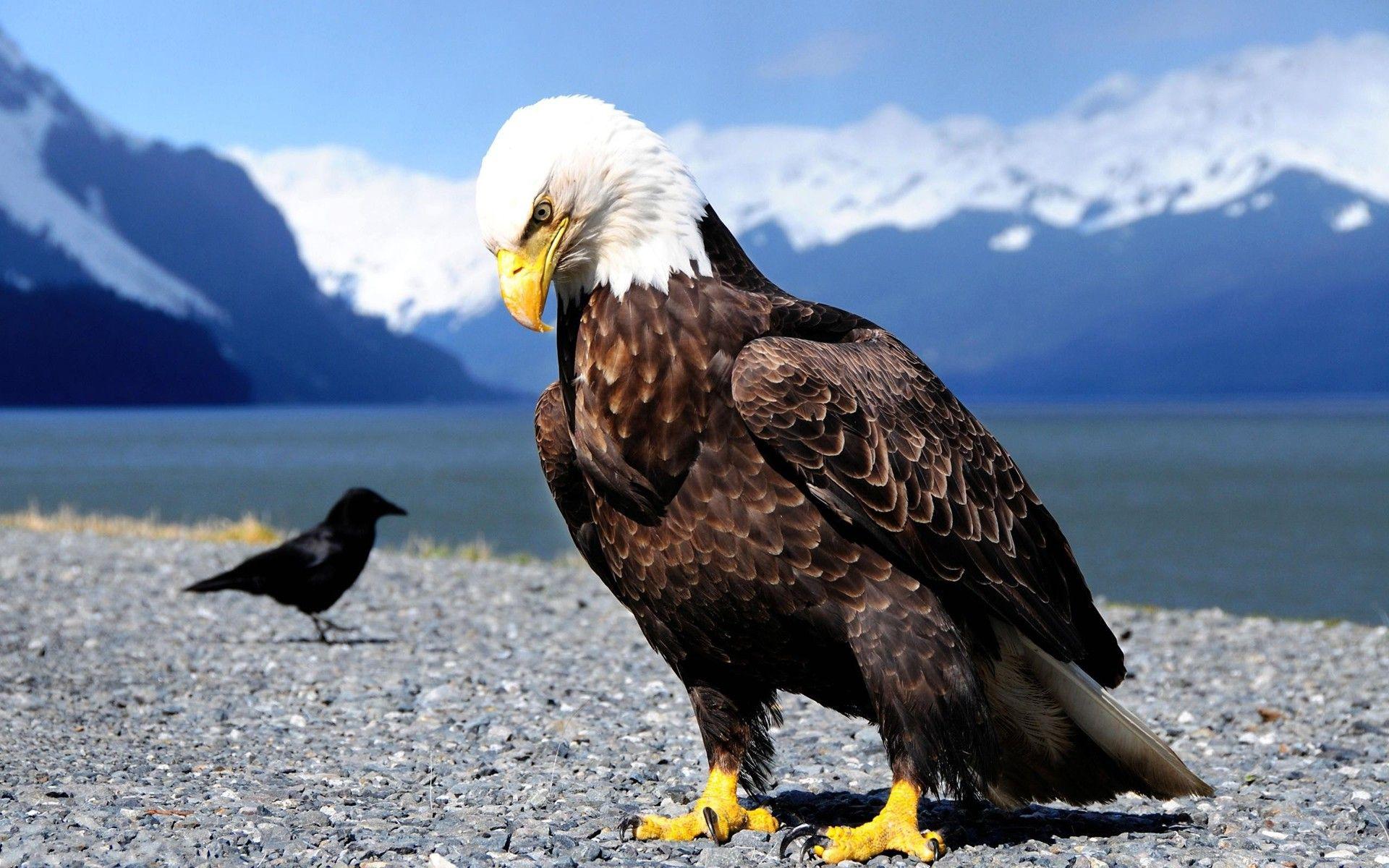 1920x1200 birds, Anime, Nature, Bald Eagle, Crow, Animals, Eagle, Closeup, Bird Of Prey Wallpaper HD / Desktop and Mobile Background
