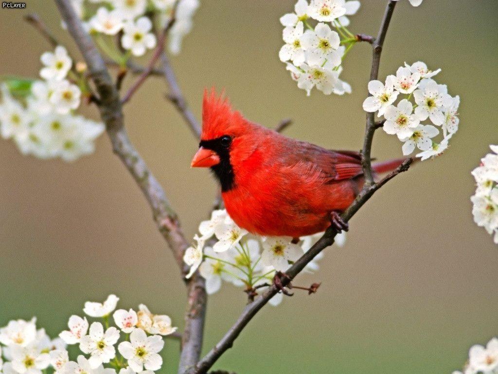 1024x768 Cardinal Bird Wallpaper. Most beautiful birds, Beautiful birds, Cardinal birds