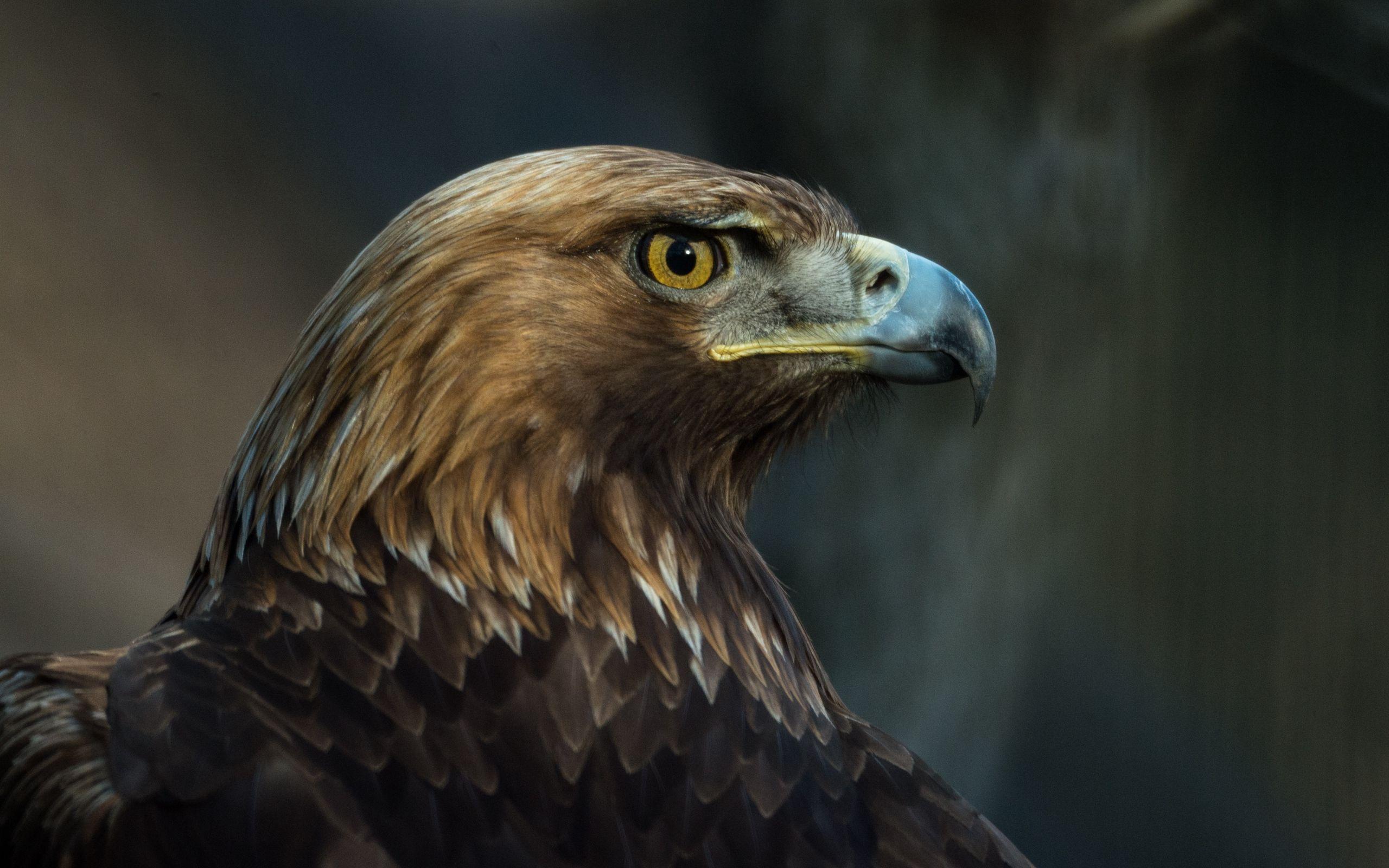 2560x1600 Eagle, Bird, Beak, Predator, Look Wallpaper