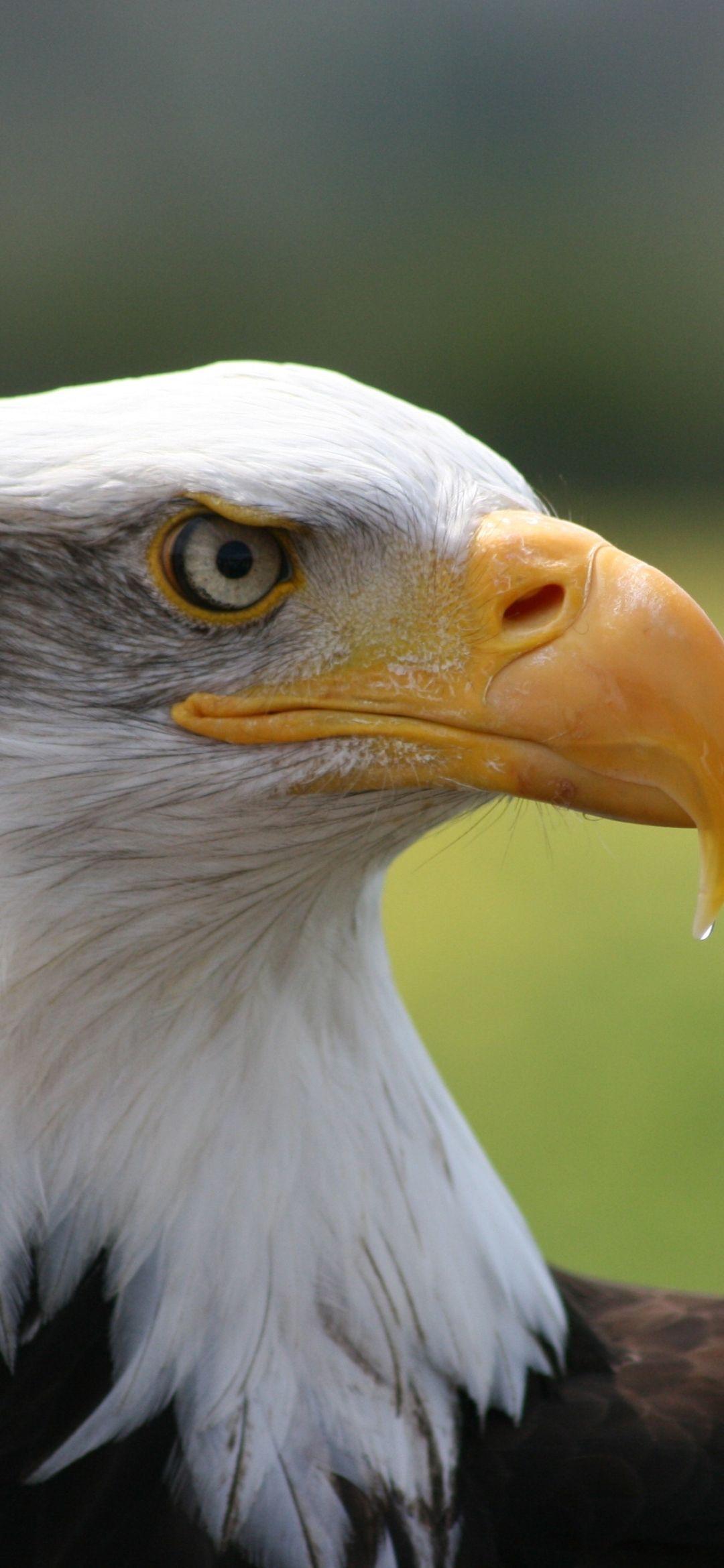 Eagle Bird Wallpapers Top Free Eagle Bird Backgrounds WallpaperAccess