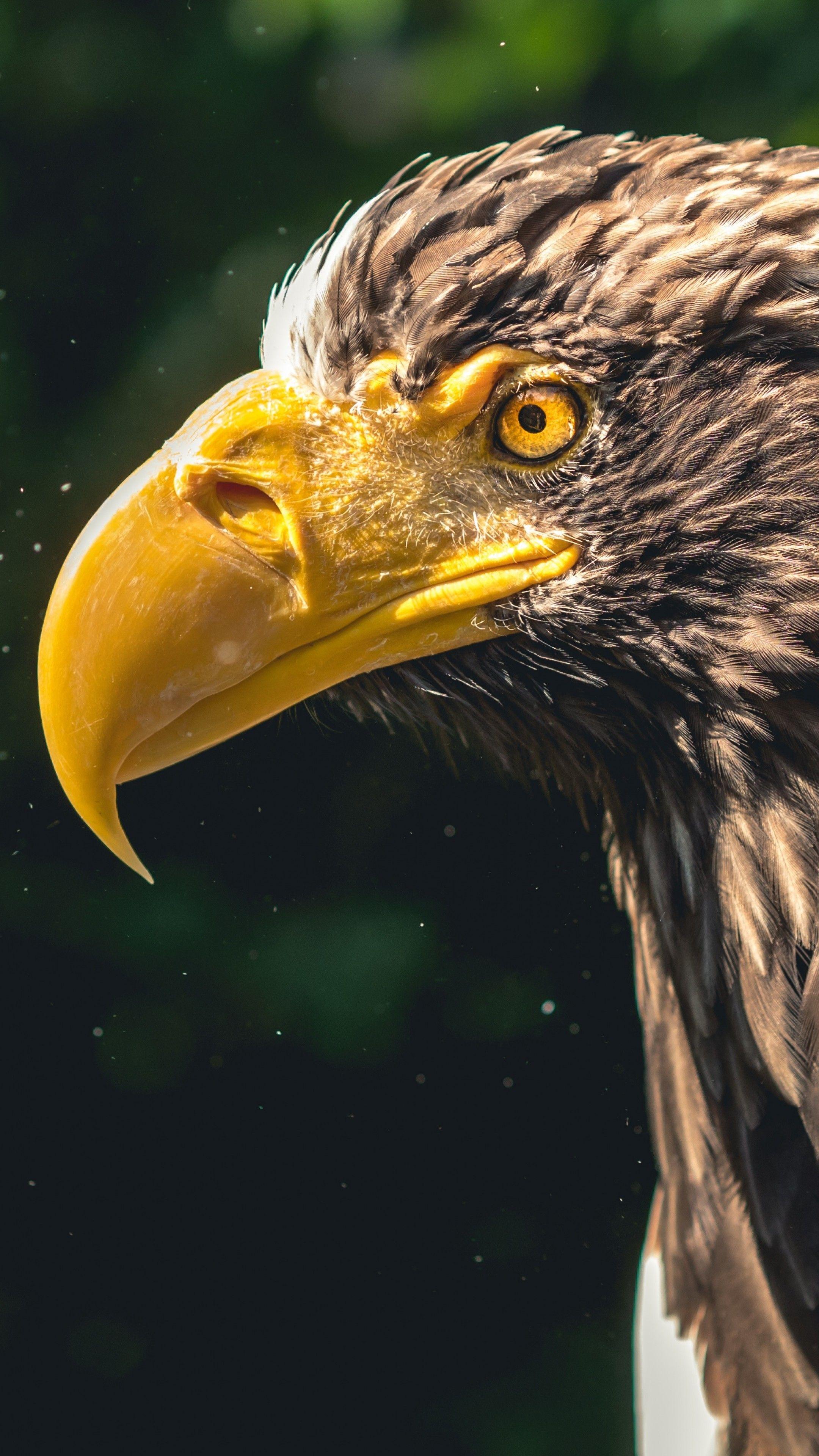 Eagle Bird Wallpapers Top Free Eagle Bird Backgrounds WallpaperAccess