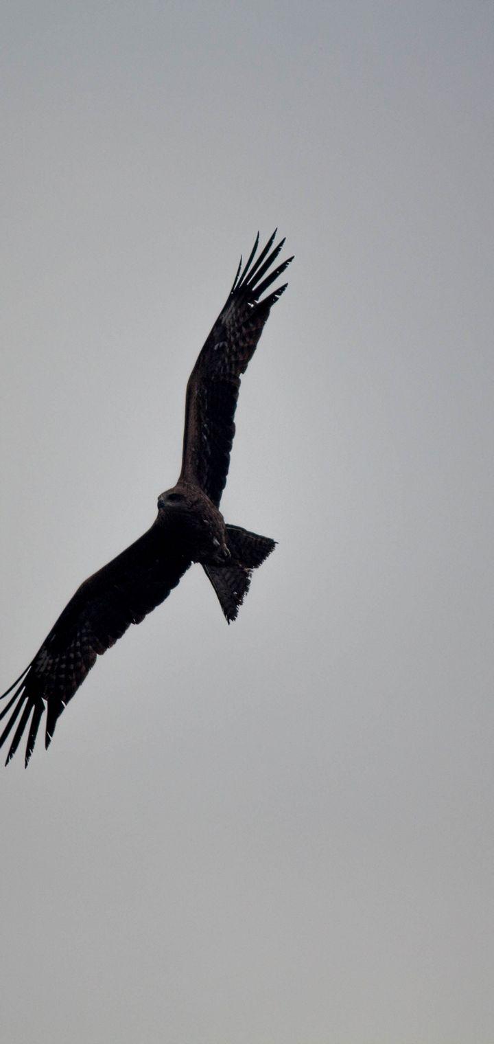 720x1520 Eagles Birds Wallpaper - [720x1520]