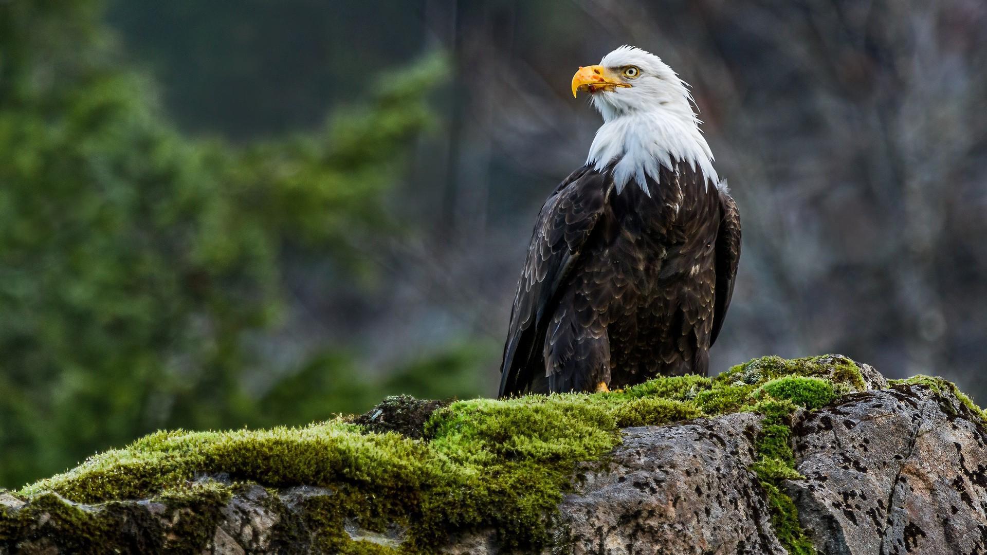 1920x1080 Nature Eagle Bird.[1920X1080]