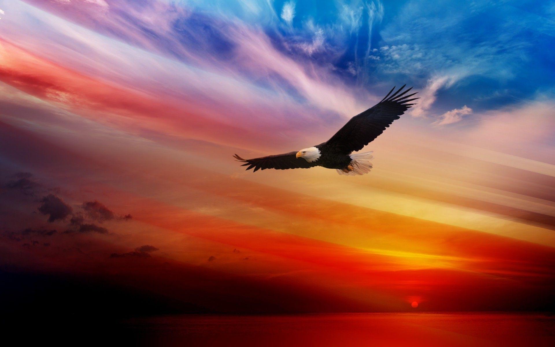 1920x1200 American Bald Eagle Wallpaper