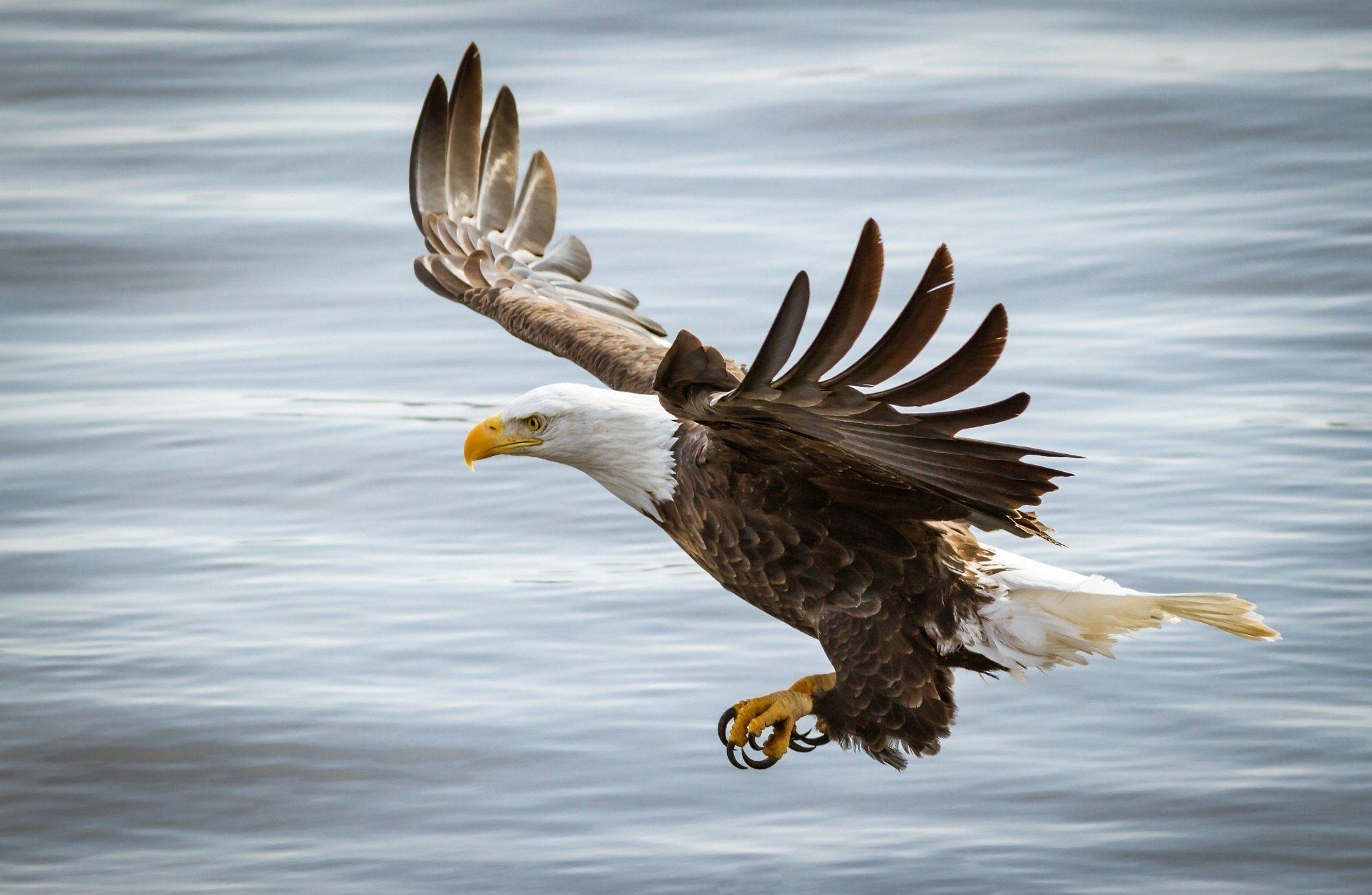 2000x1305 Eagle bird predator wings flight wallpaperx1305