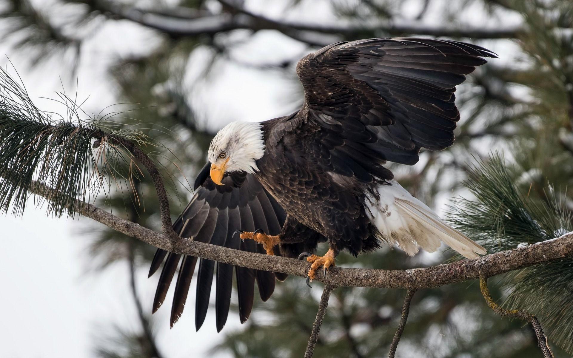 1920x1200 Download wallpaper Bald eagle, bird of prey, symbol of the USA, winter, forest, snow, eagles for desktop with resolution 1920x1200. High Quality HD picture wallpaper