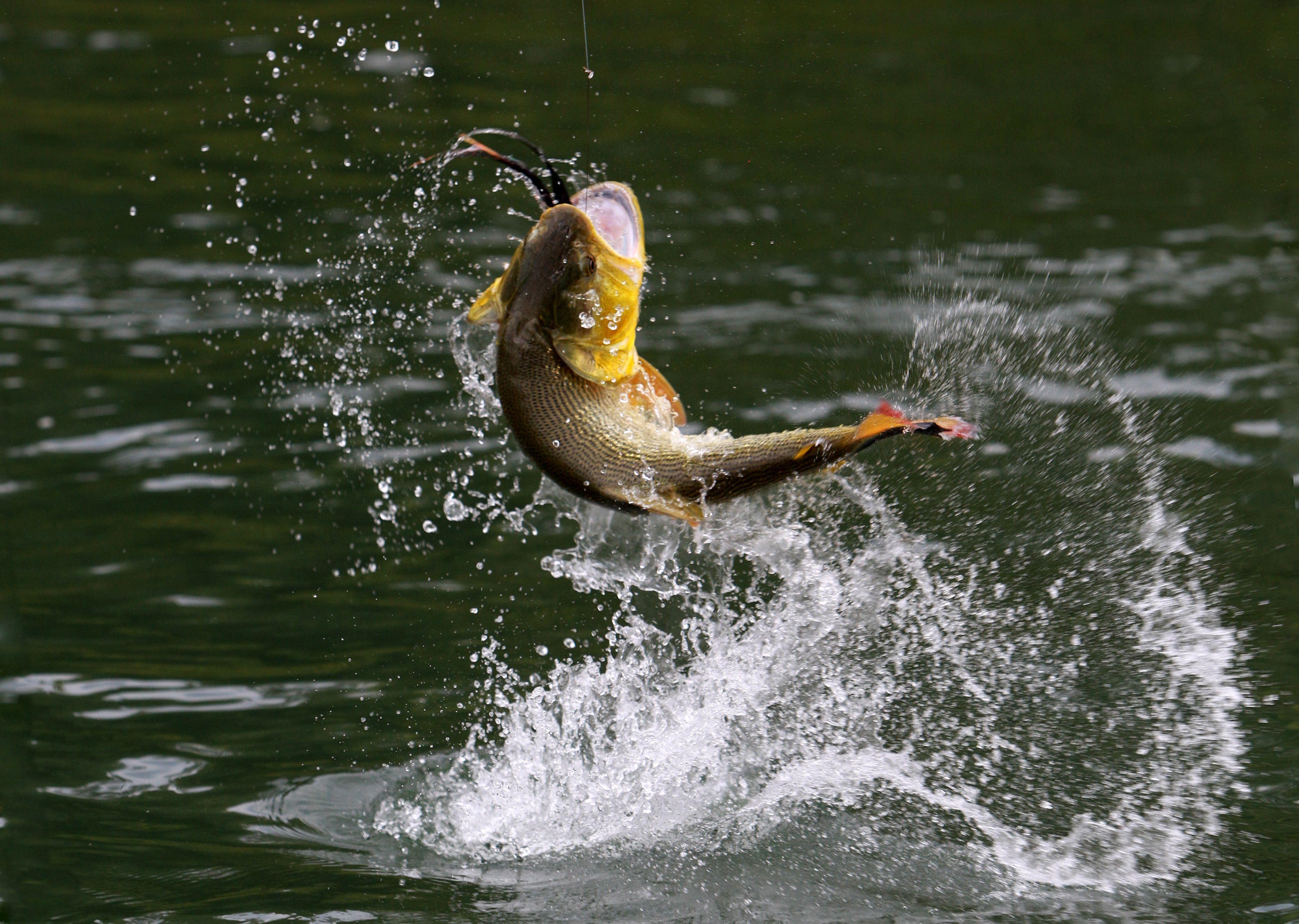 3744x2664 Bass fish fishing drops g wallpaperx2664