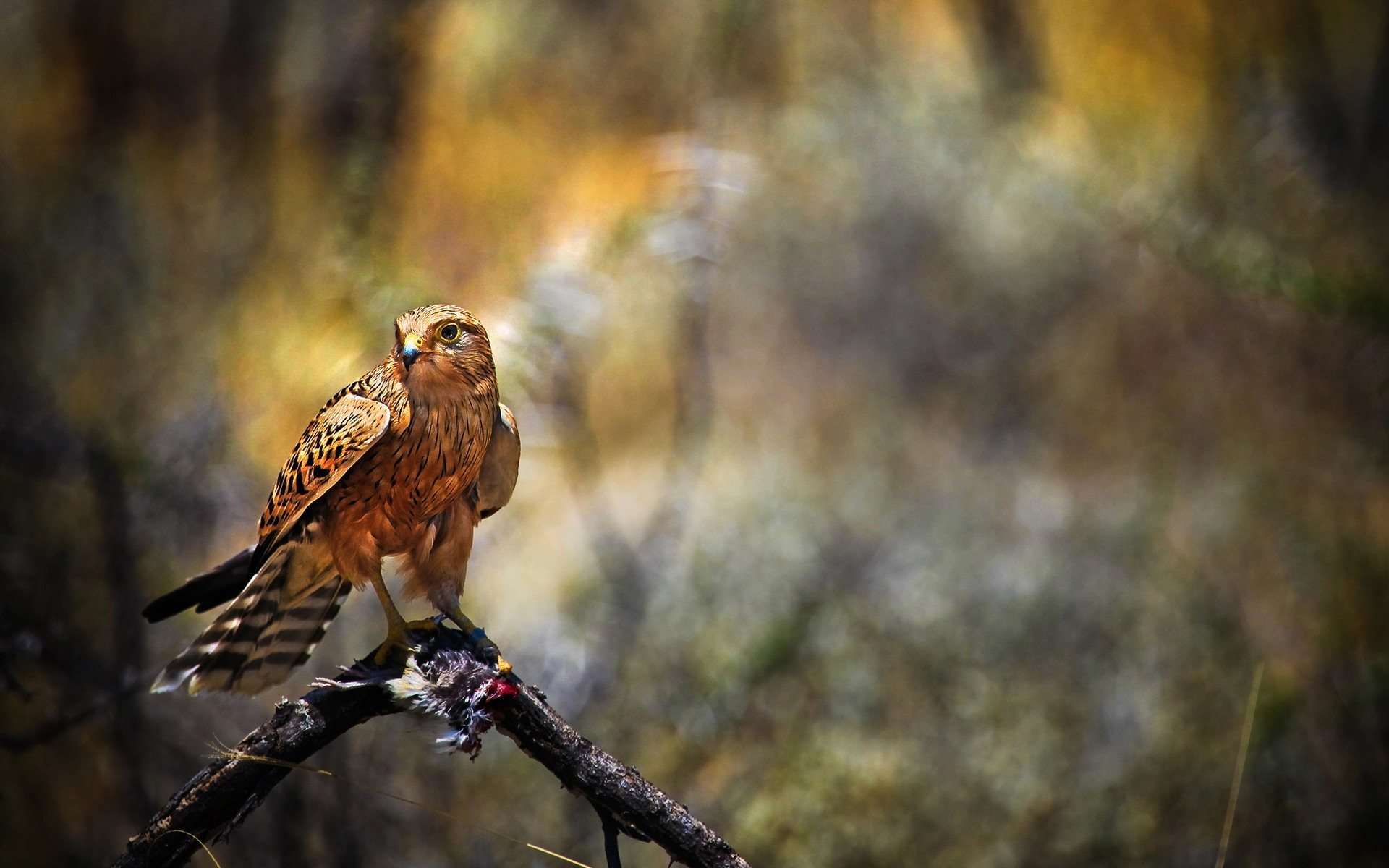 1920x1200 Beautiful Falcon Wallpaper