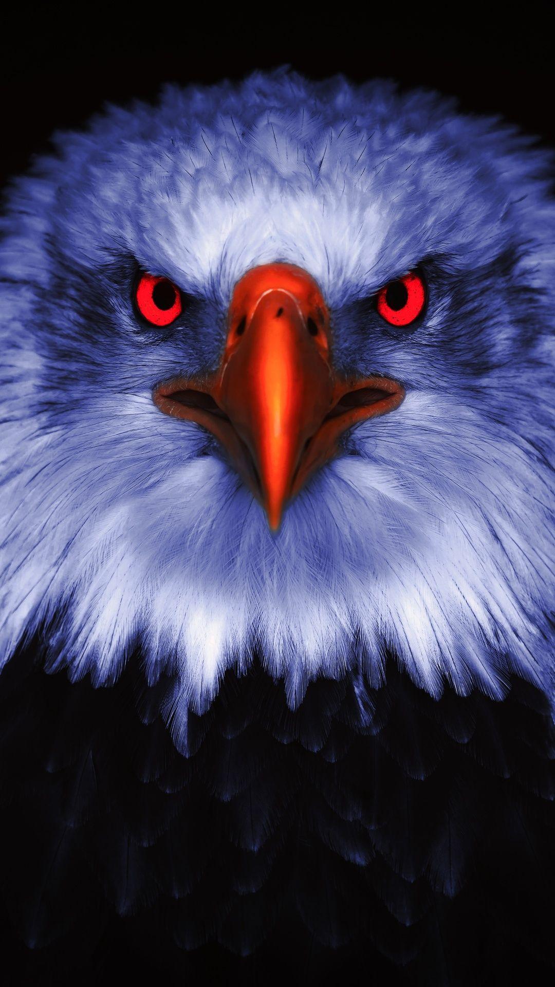 1080x1920 Wallpaper Eagle, Bird, Animal, Face