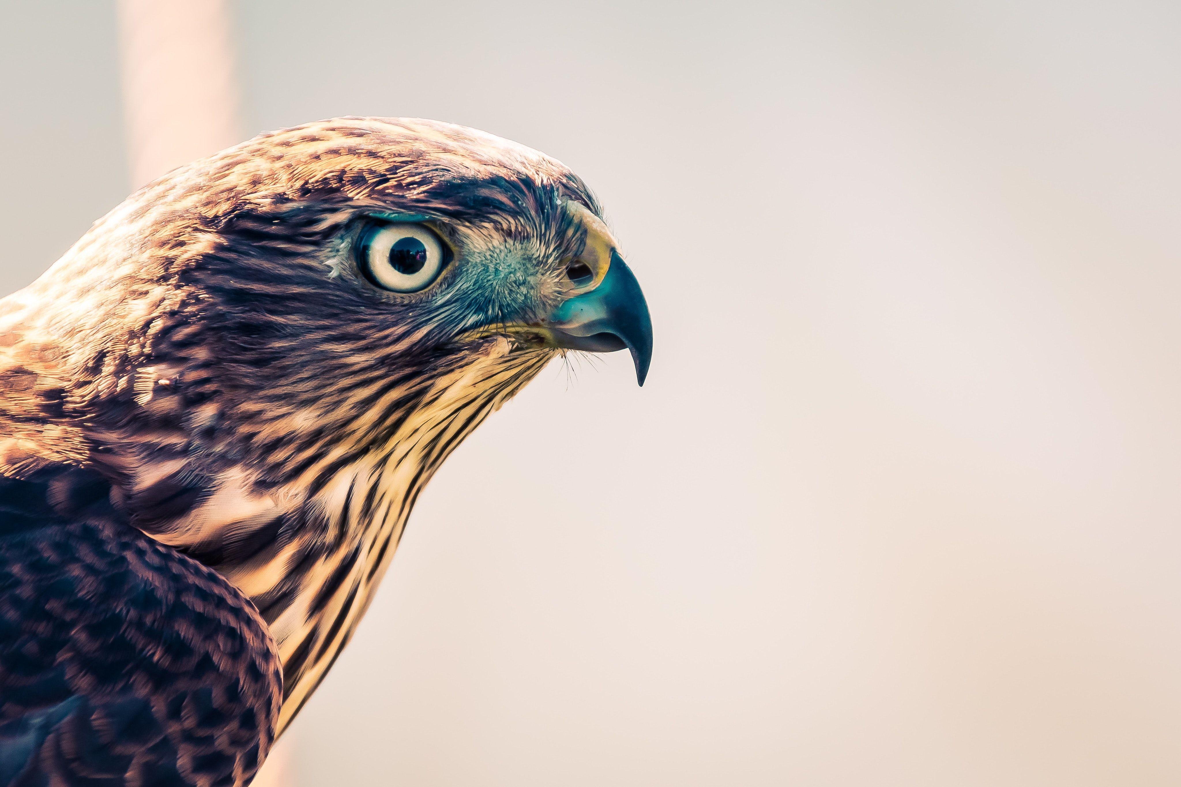 Falconry Wallpapers - Top Free Falconry Backgrounds - WallpaperAccess