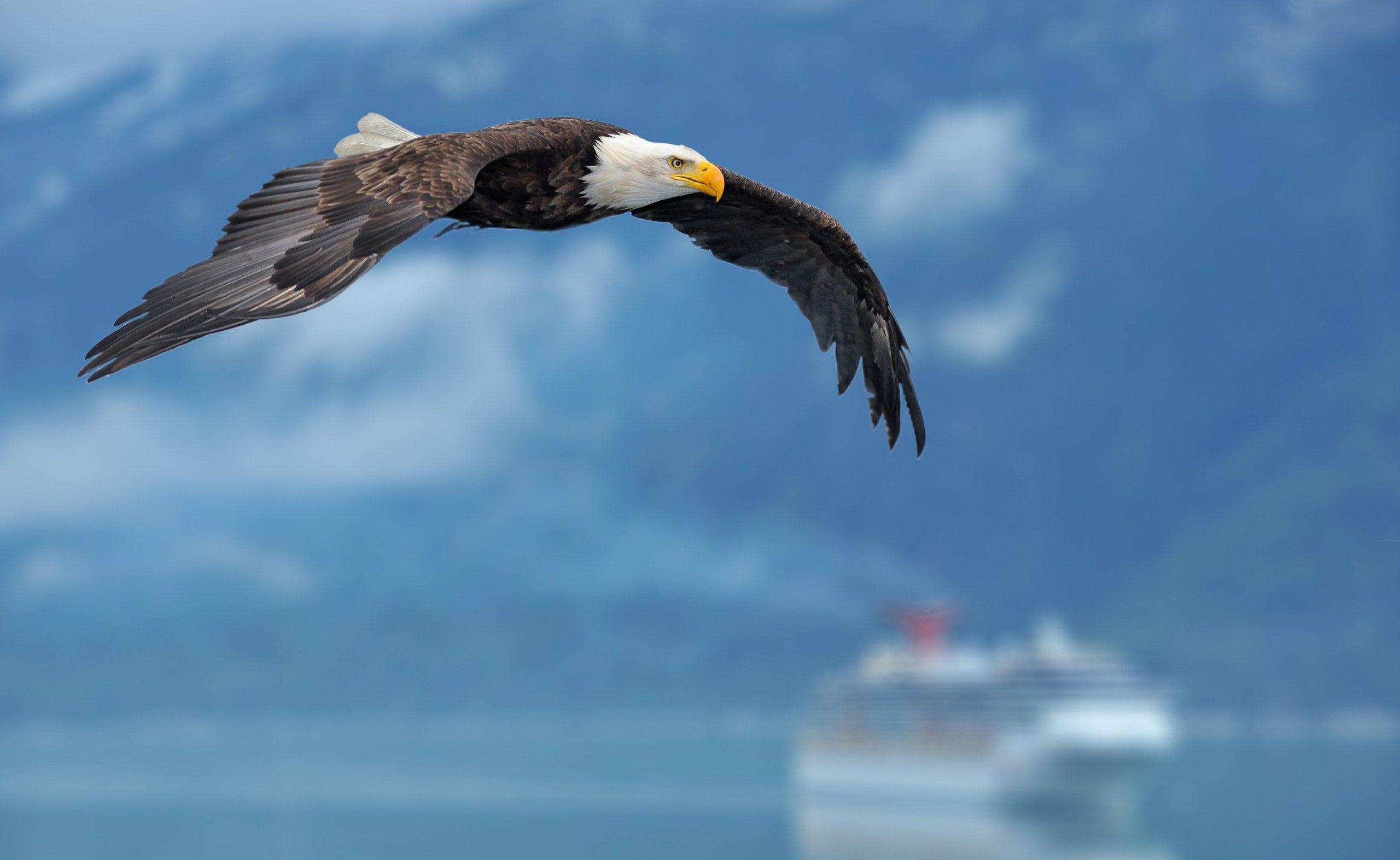 2560x1573 Bald Eagle Eagle Bird Of Prey Wildlife Bird Wallpaper:2560x1573