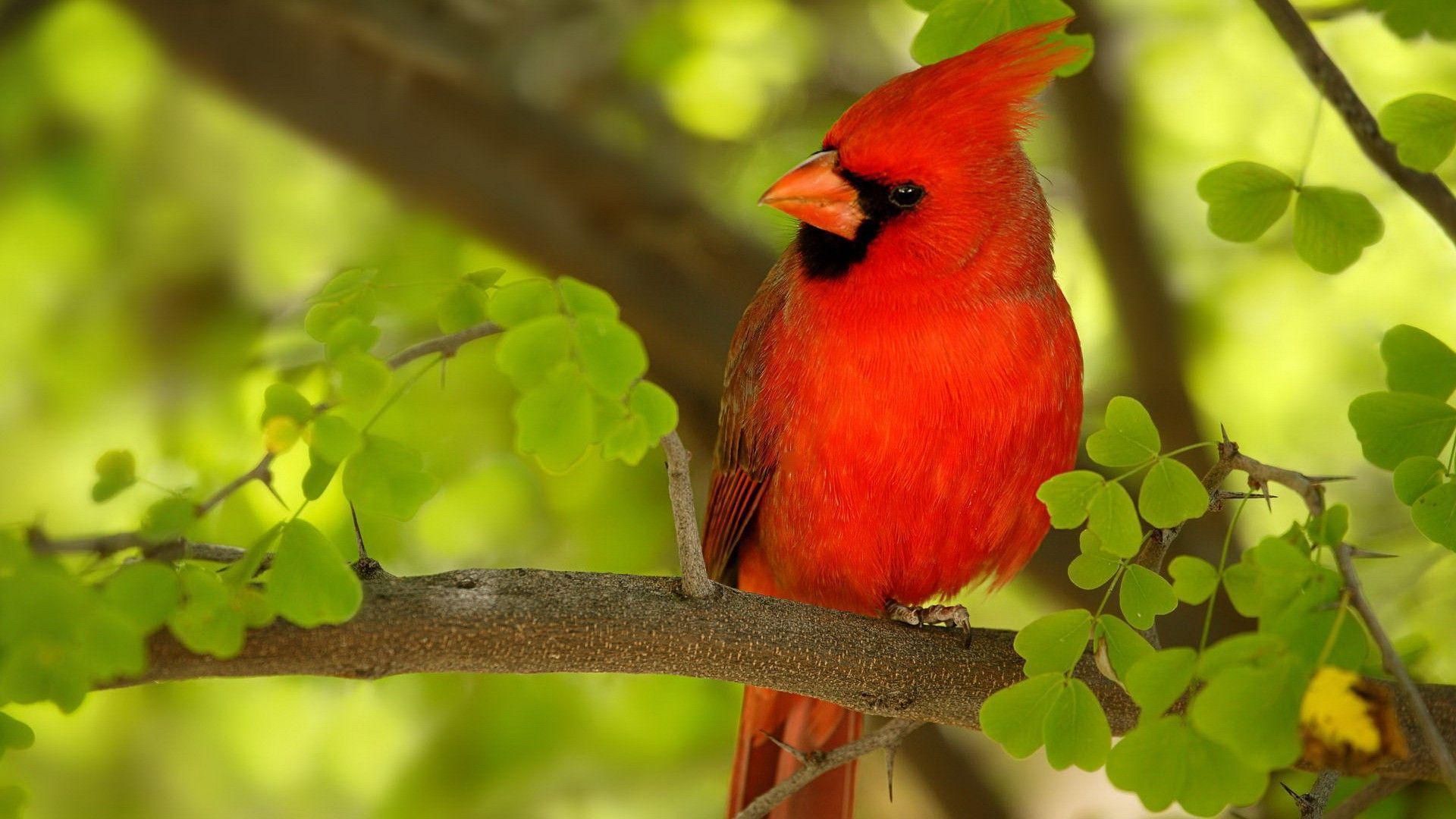 1920x1080 Free download Red Bird Wallpaper [1920x1080] for your Desktop, Mobile & Tablet. Explore Red Bird Wallpaper. Cardinal Bird Wallpaper, Cardinal Bird Desktop Wallpaper, Cardinal Wallpaper for Computer