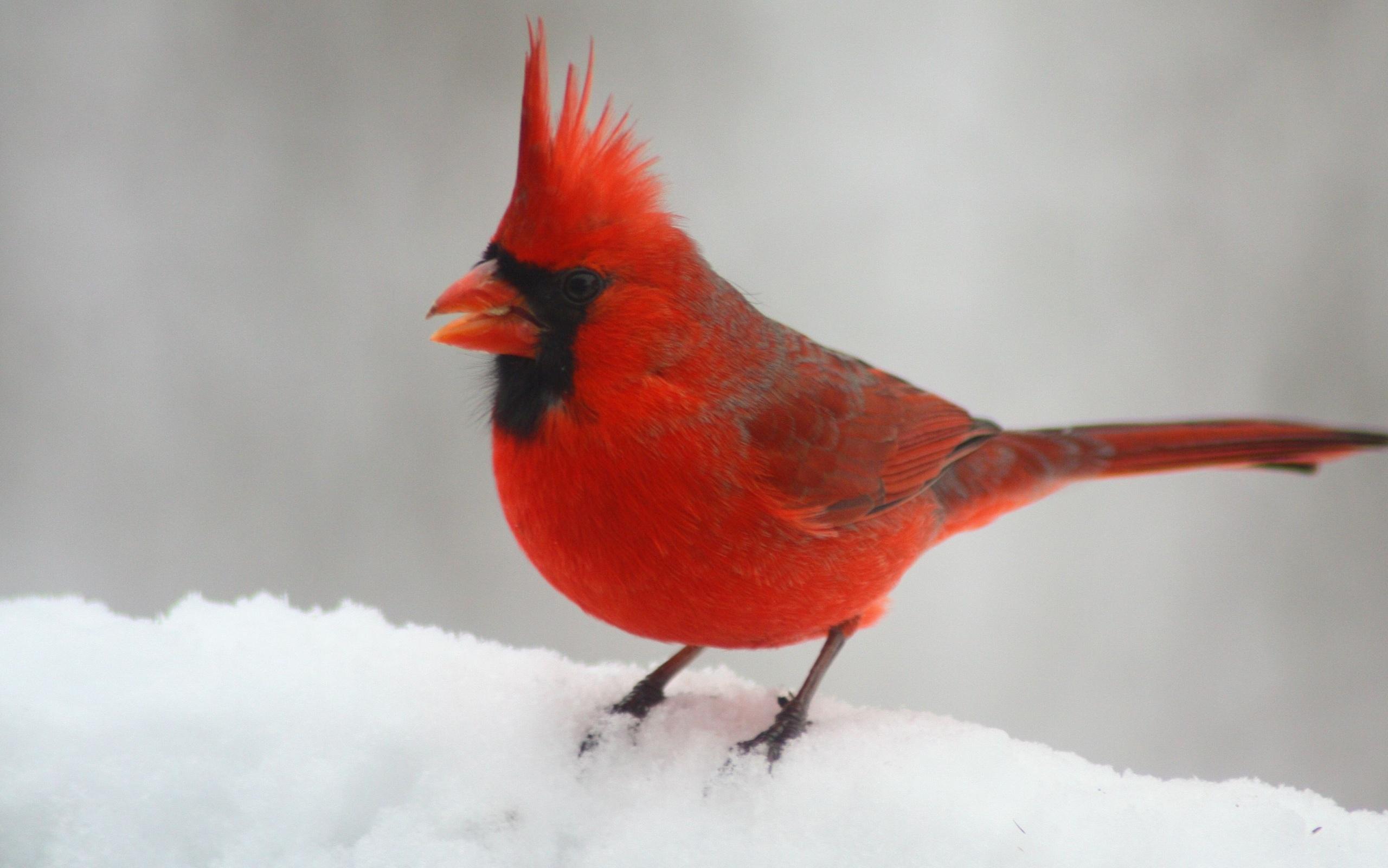 2560x1600 Northern Cardinal Wallpaper. Northern Lights Wallpaper, Northern Lights Wallpaper Pink and Purple Northern Lights Wallpaper