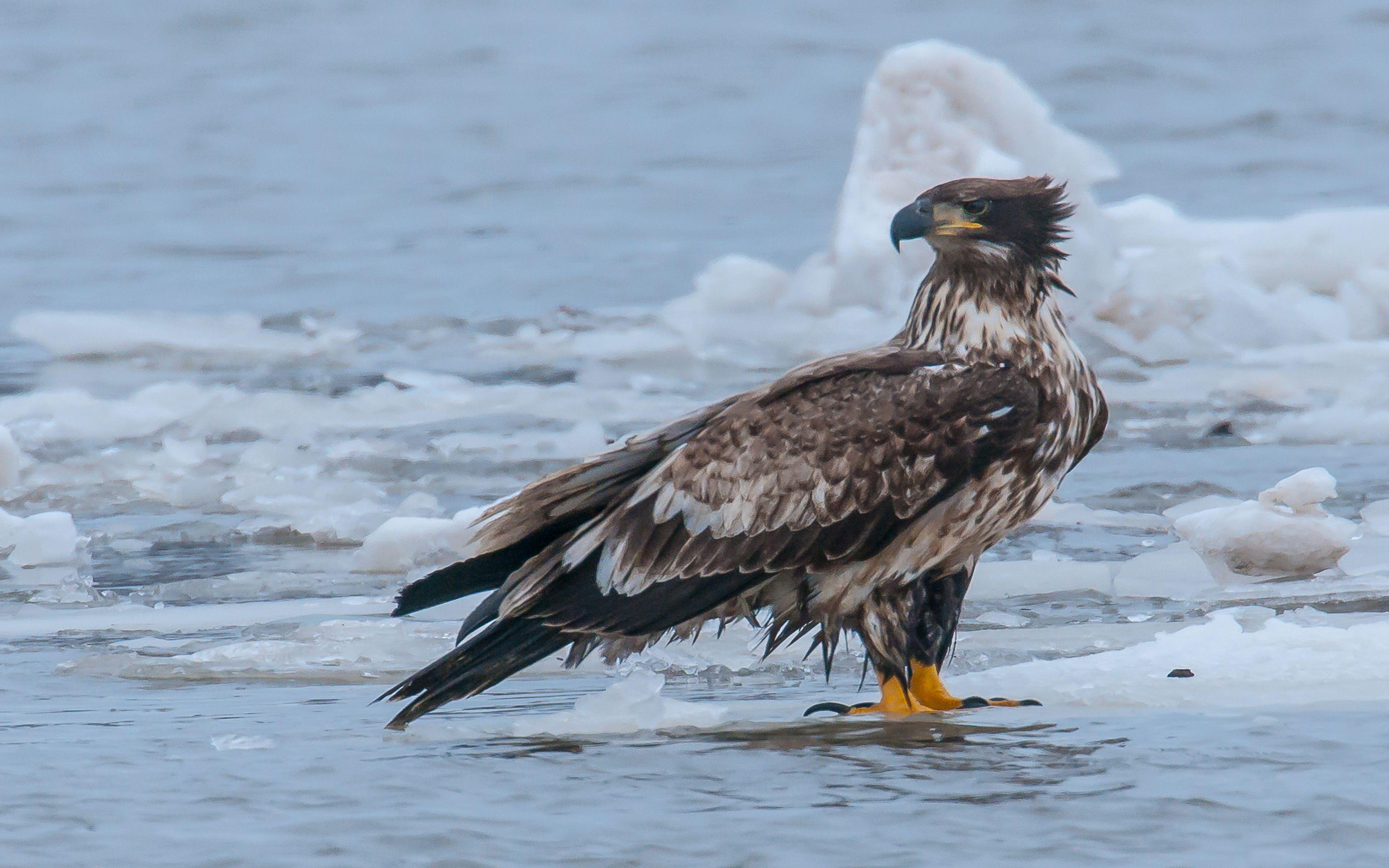 3840x2400 Eagle Bird Fisherman Beach Wallpaper HD :