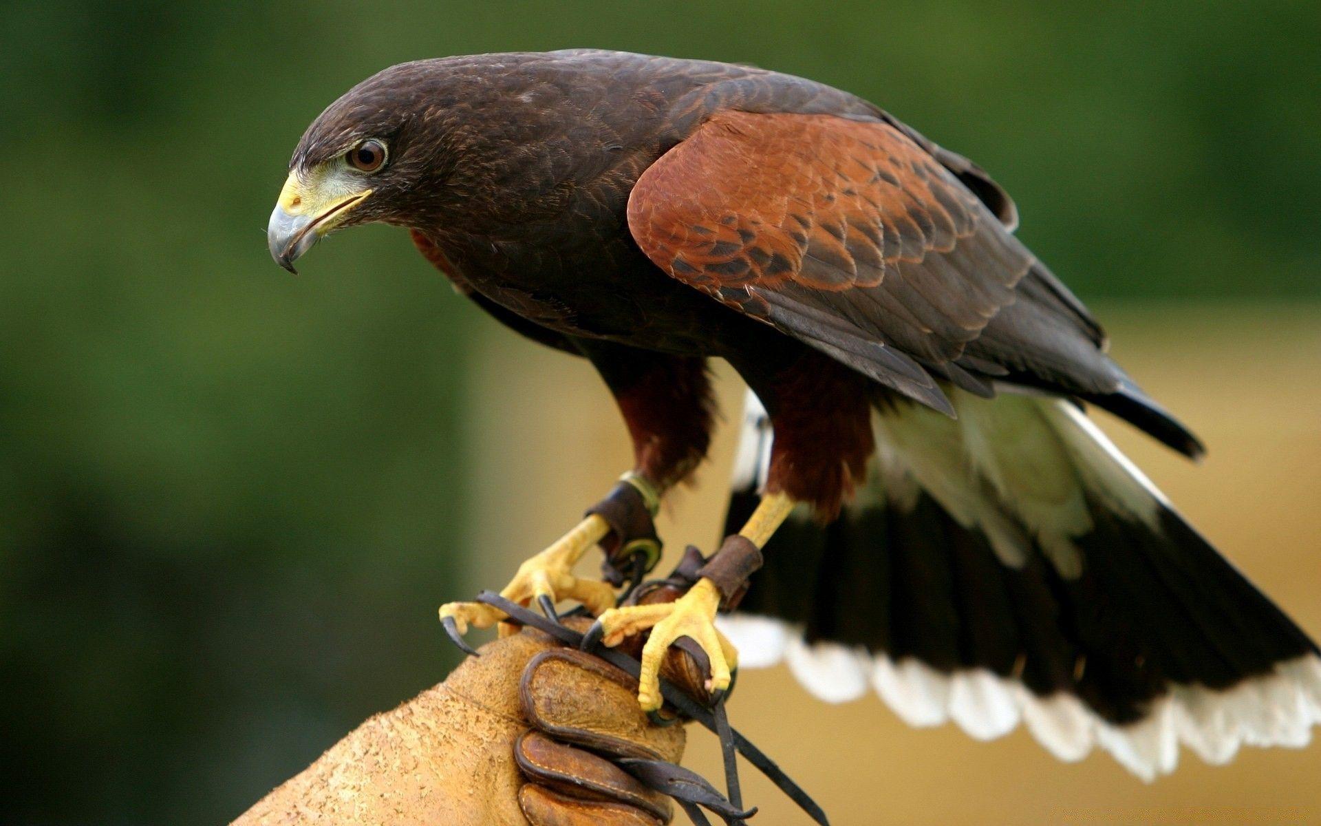 1920x1200 Falcon