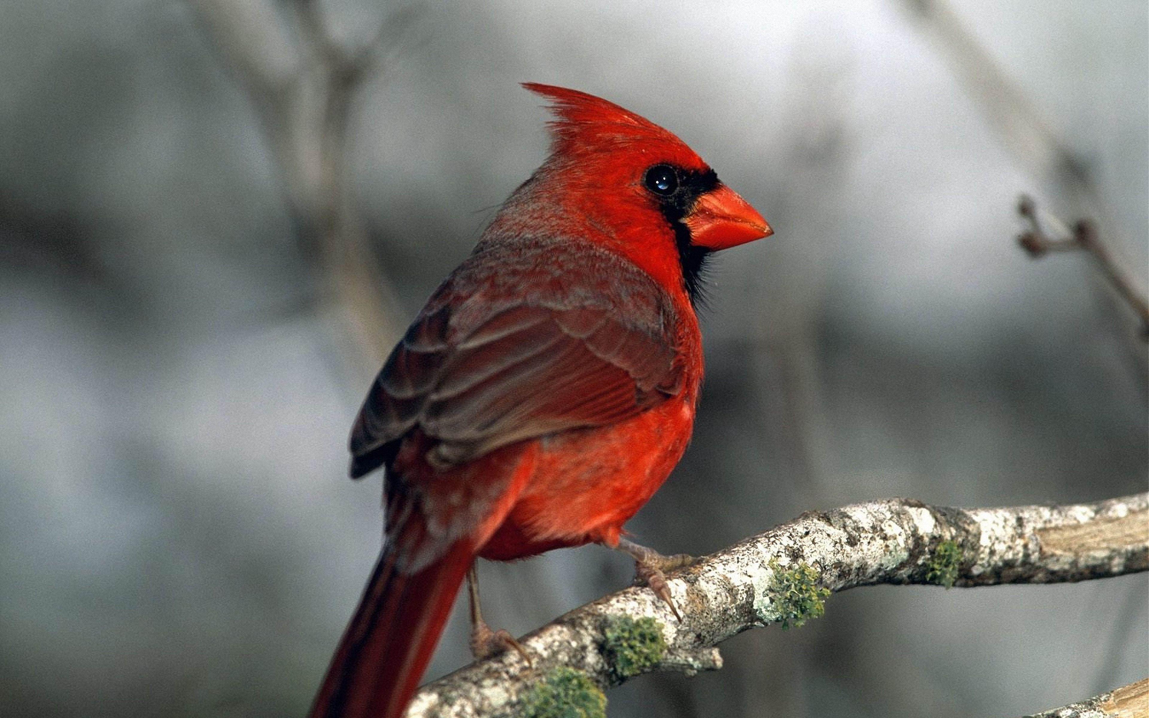 Red Bird Wallpapers Top Free Red Bird Backgrounds WallpaperAccess