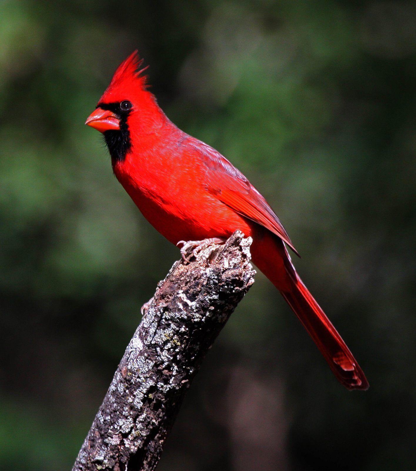 red-bird-wallpapers-top-free-red-bird-backgrounds-wallpaperaccess