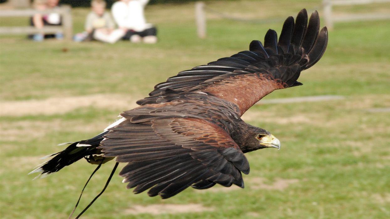 1244x700 Wings flying birds eagles hawks Falcons falconry wallpaperx1080