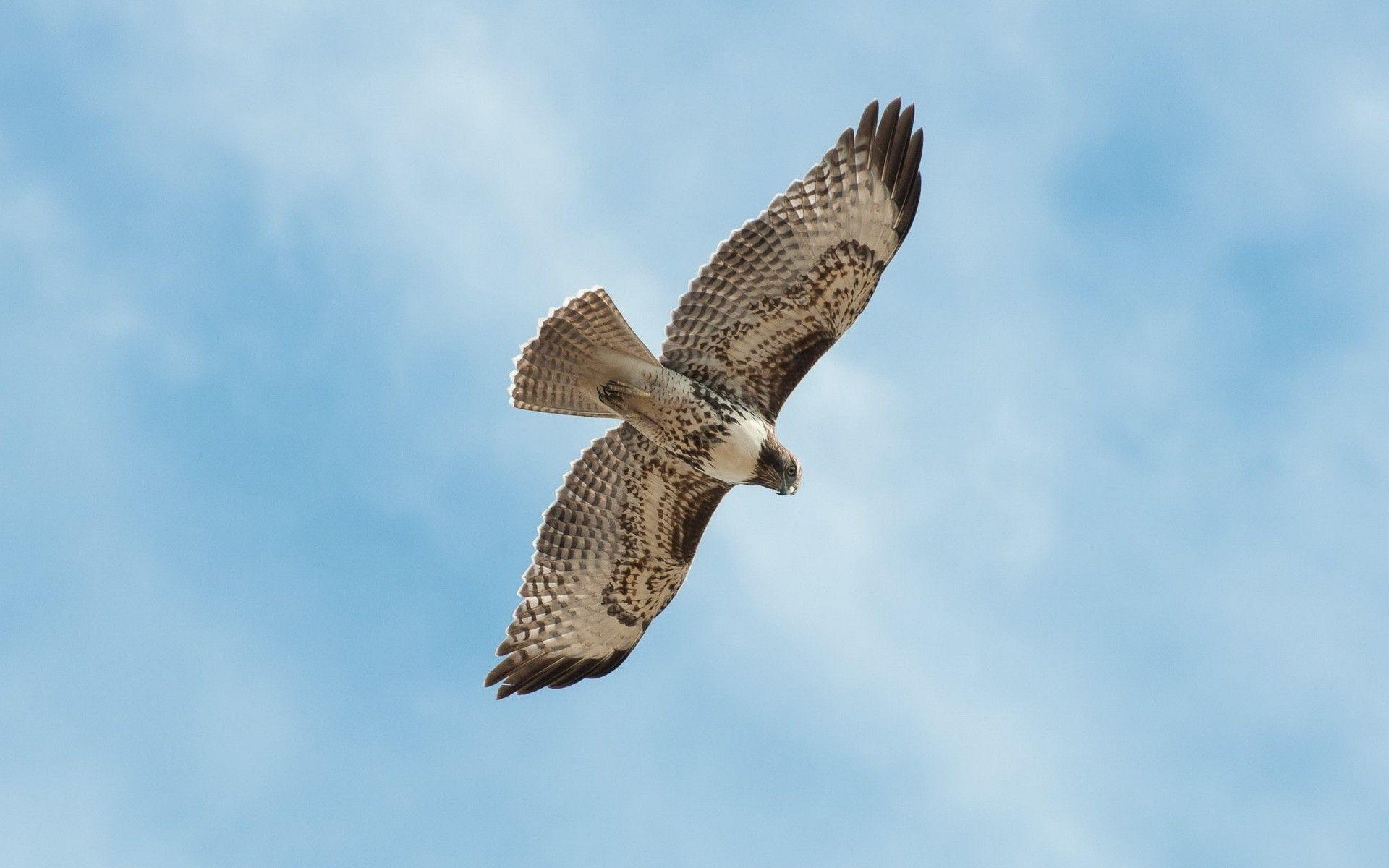 1920x1200 The soaring Falcon