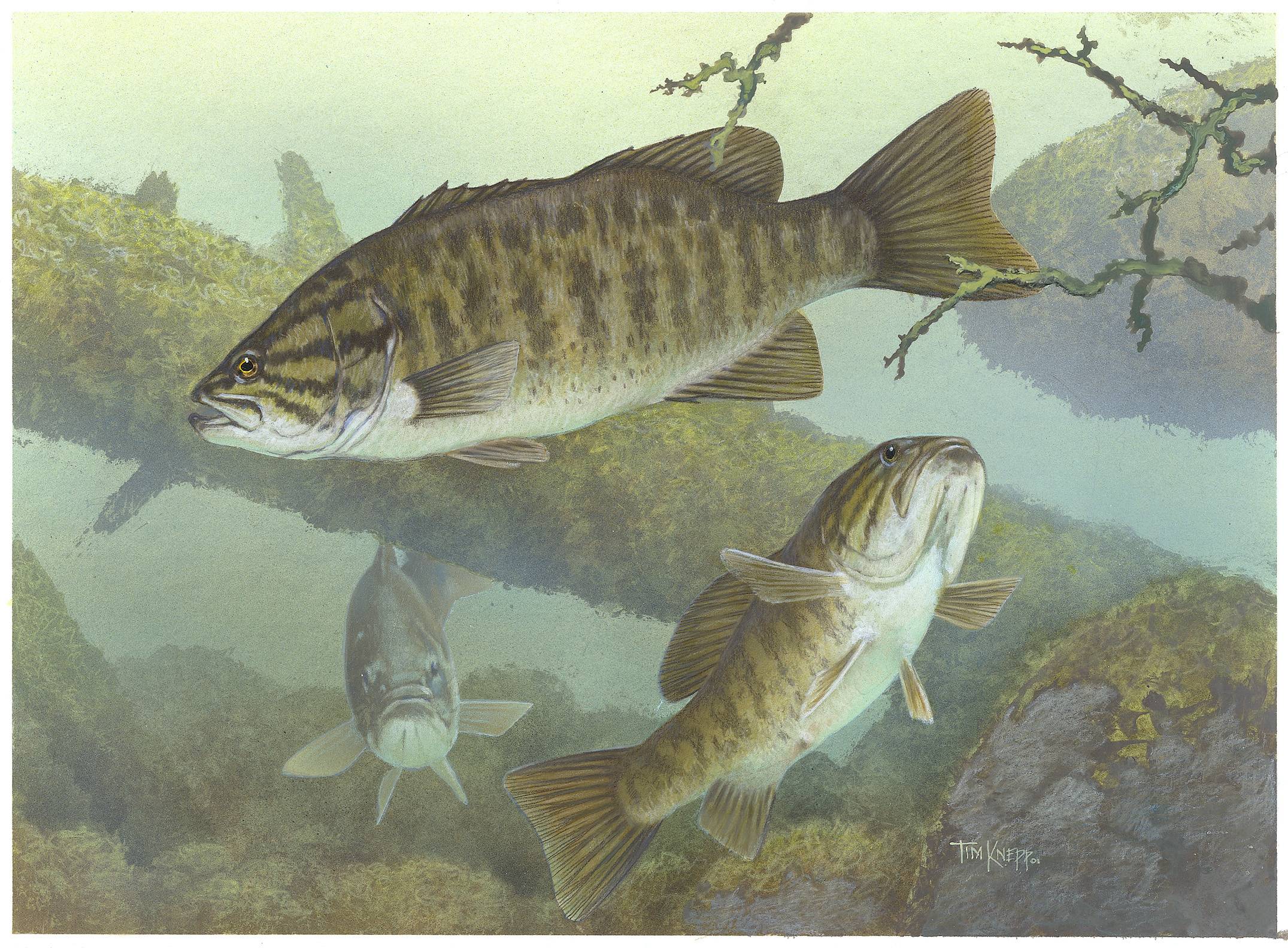 2151x1584 Bass Fishing Wallpaper Background