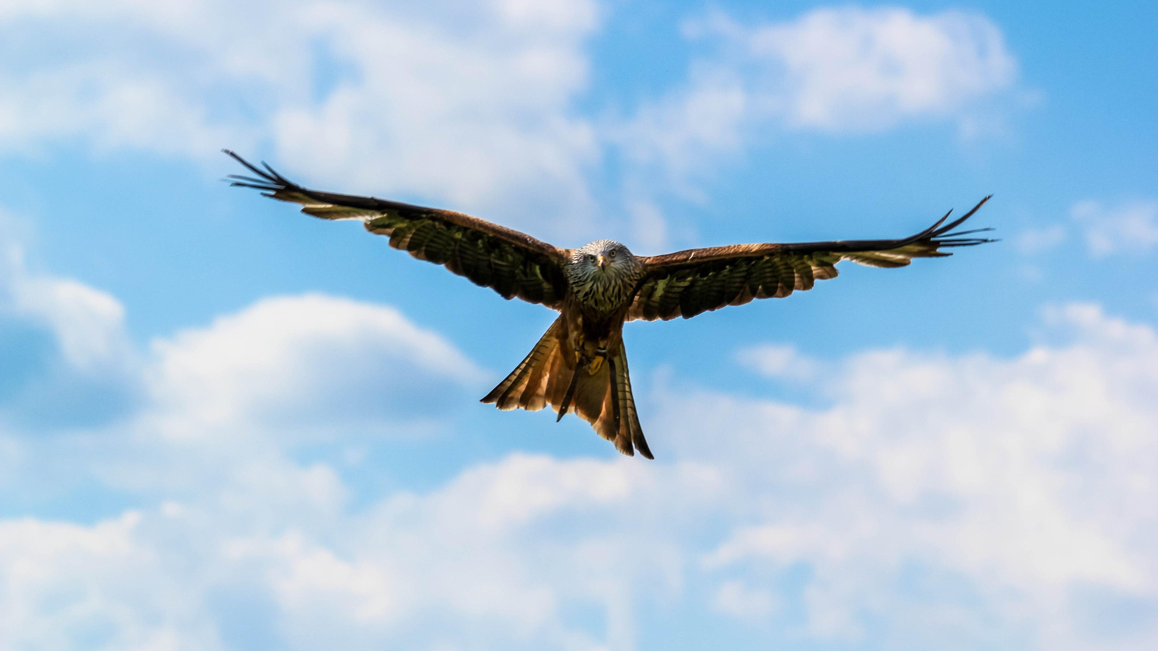 3840x2160 Peregrine Falcon Wallpaper. Peregrine Falcon Wallpaper, Peregrine Falcons Epic Wallpaper and Peregrine Falcon Hunting Wallpaper