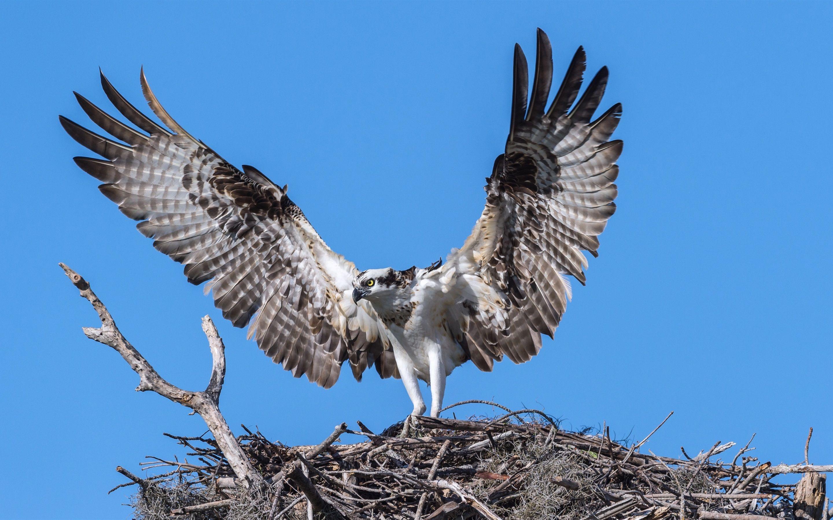2880x1800 Wallpaper Osprey, eagle, bird, wings 2880x1800 HD Picture, Image