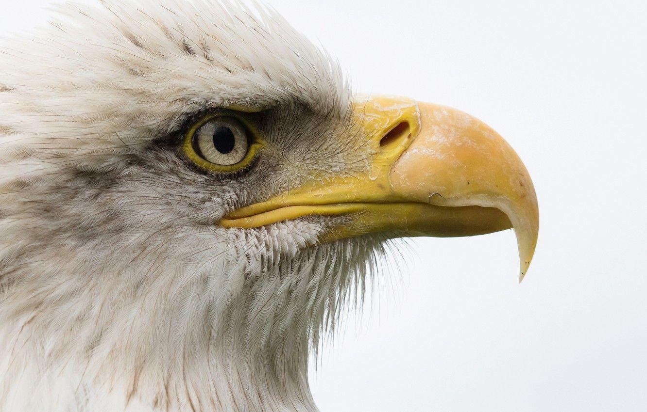 1332x850 Wallpaper beak, bald eagle, eyes, bird image for desktop, section животные