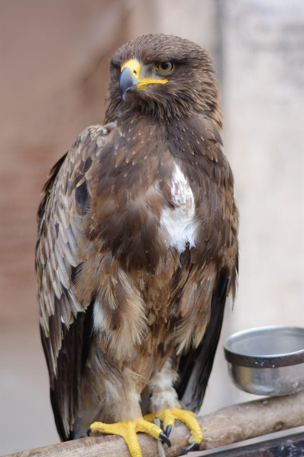 1000x1500 Falcon Picture. Download Free Image