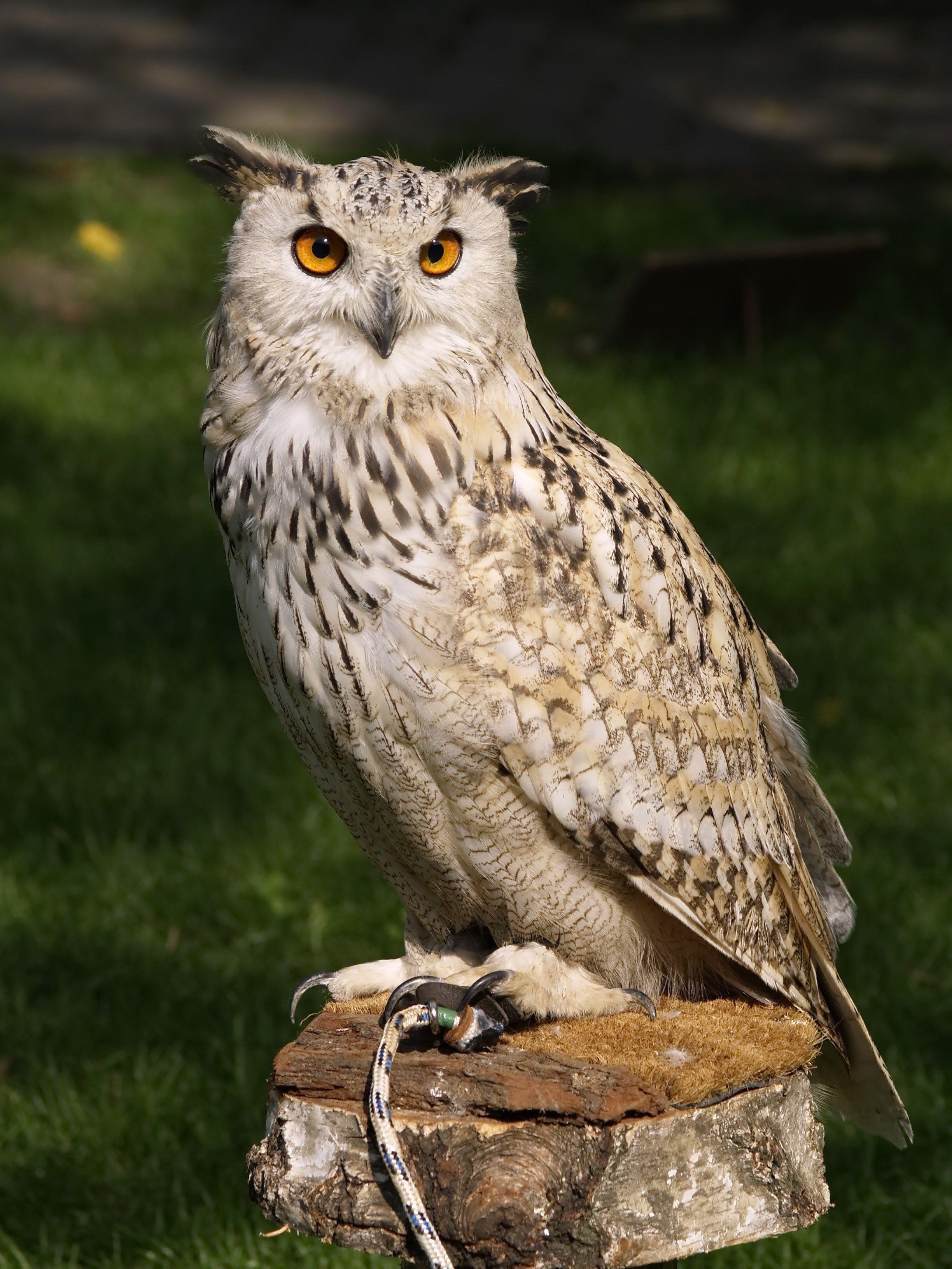 2448x3264 Wallpaper / eagle owl raptor falconry owl bird of prey 4k wallpaper