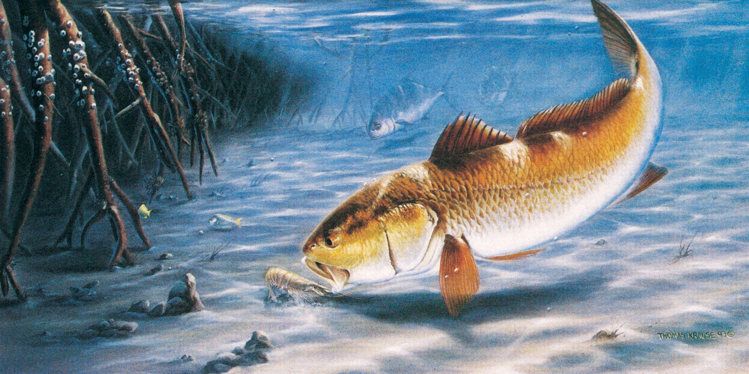 2560x1280 Awesome Bass Fish Wallpaper for You