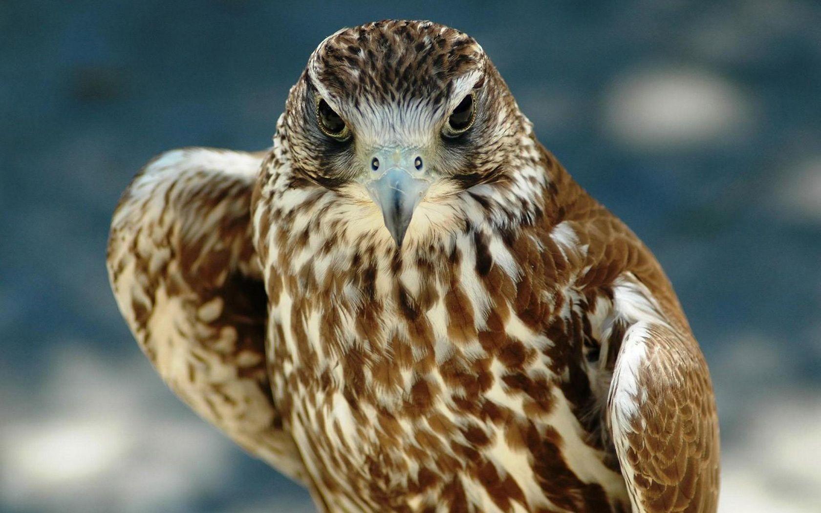 1680x1050 Falcon Wallpaper for Desktop