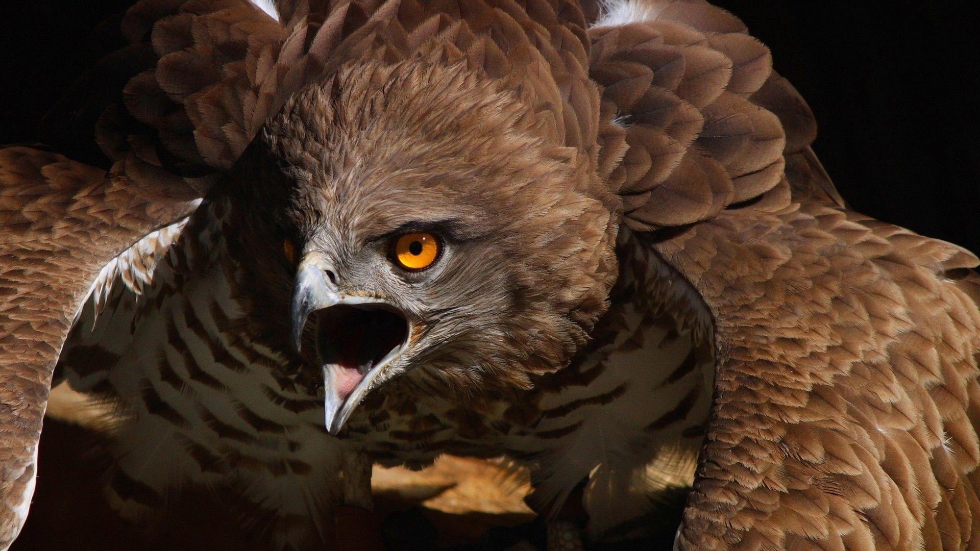 Falconry Wallpapers - Top Free Falconry Backgrounds - WallpaperAccess
