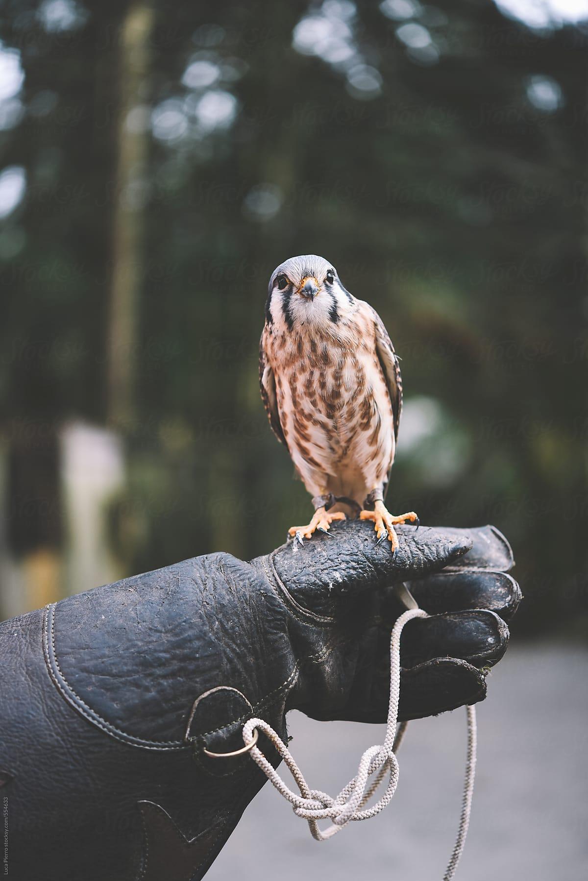 Falconry Wallpapers - Top Free Falconry Backgrounds - WallpaperAccess